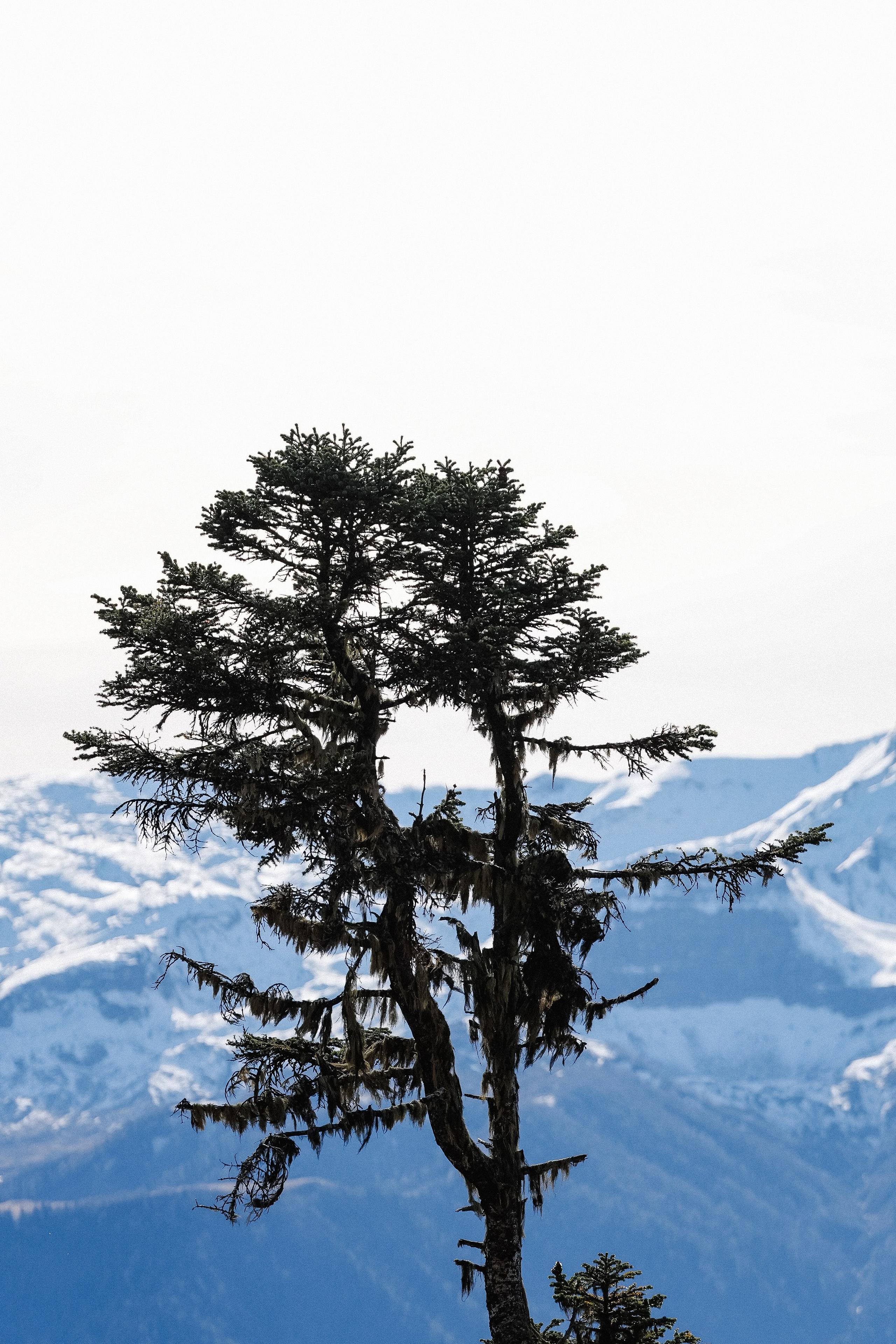 Роза Хутор ✽ Ноябрь. Репортажный фотограф | Роза Хутор Красная Поляна Сочи Сириус