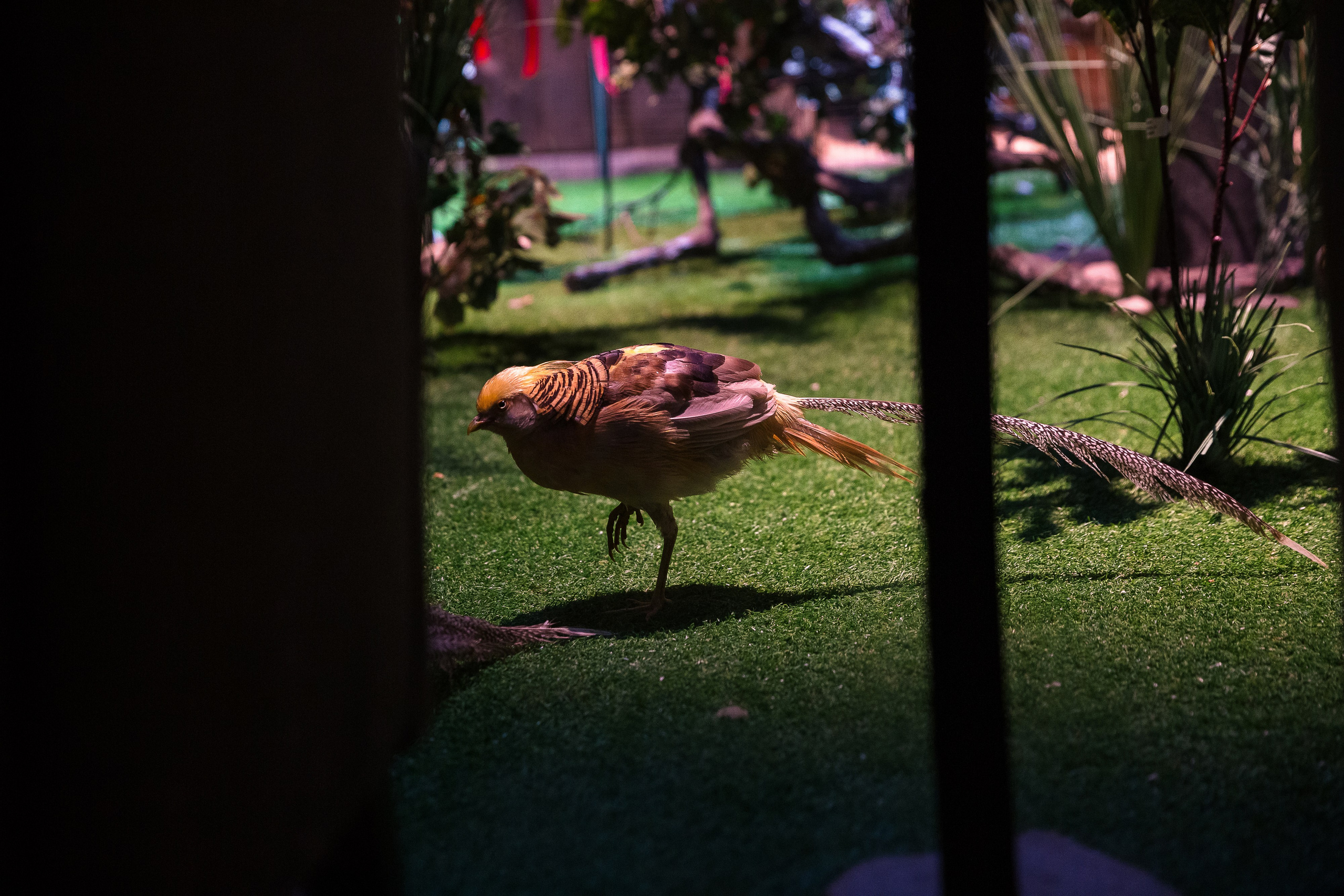 14 февраля в ресторане «Шинок». Репортажный Фотограф Александр Назаров. Москва и М.О