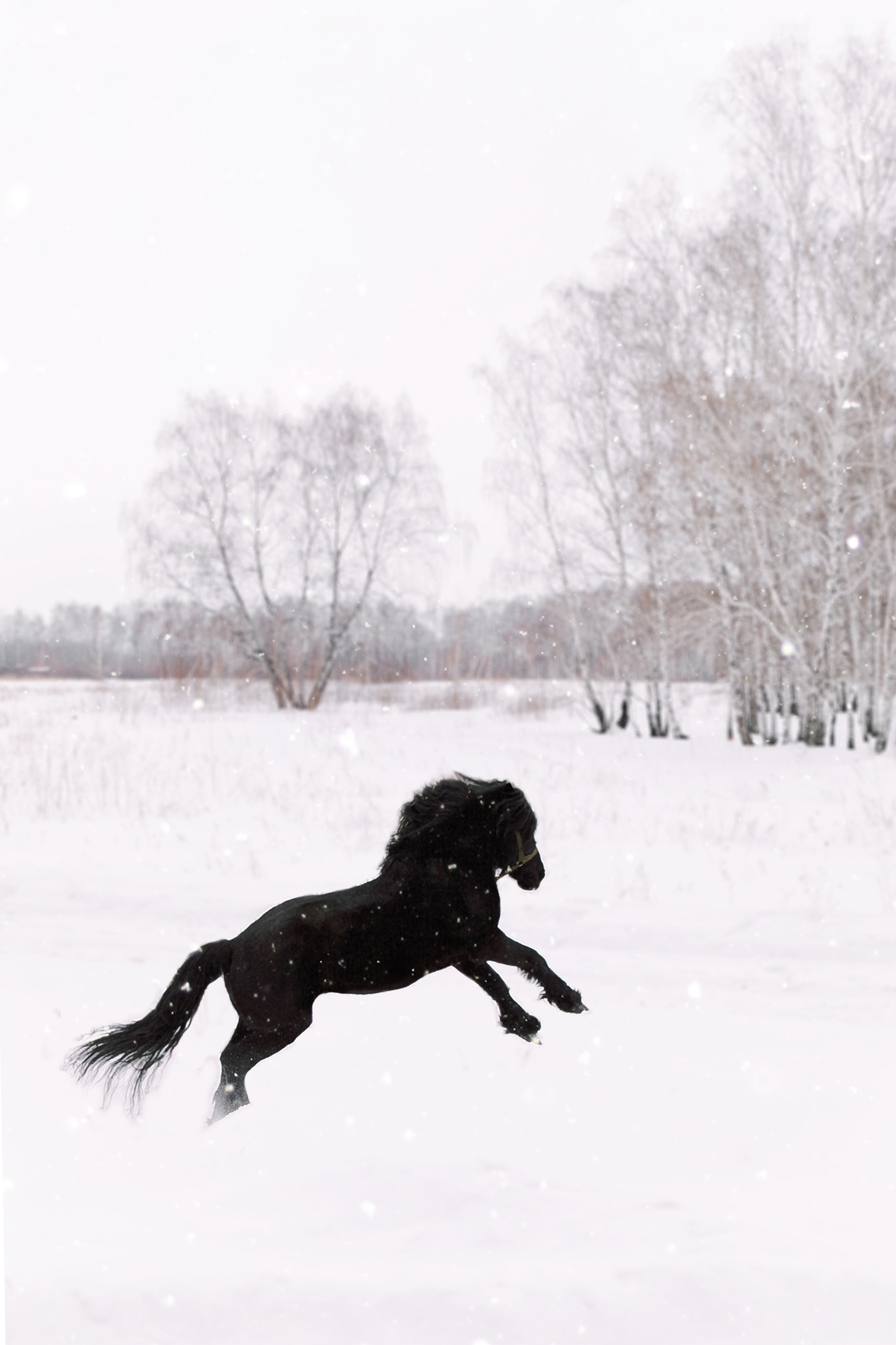 Фотосессии в Анкоре. Конные прогулки в клубе «Анкор» — Омск