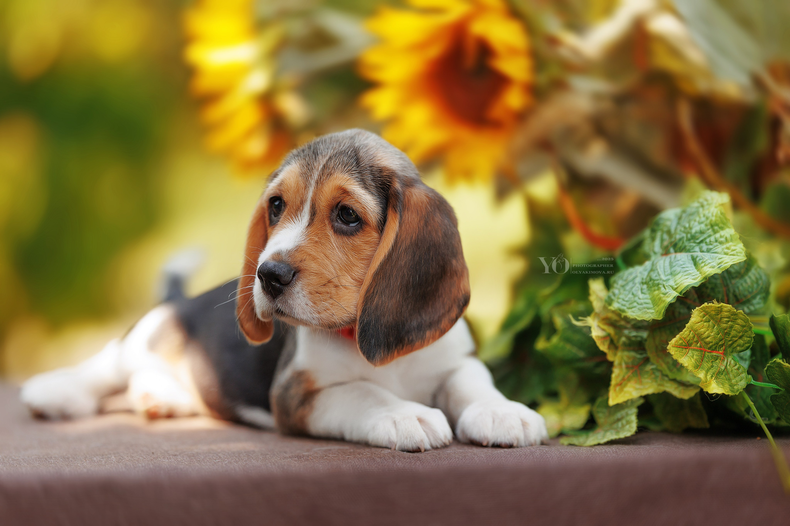 Щенки. Фотограф