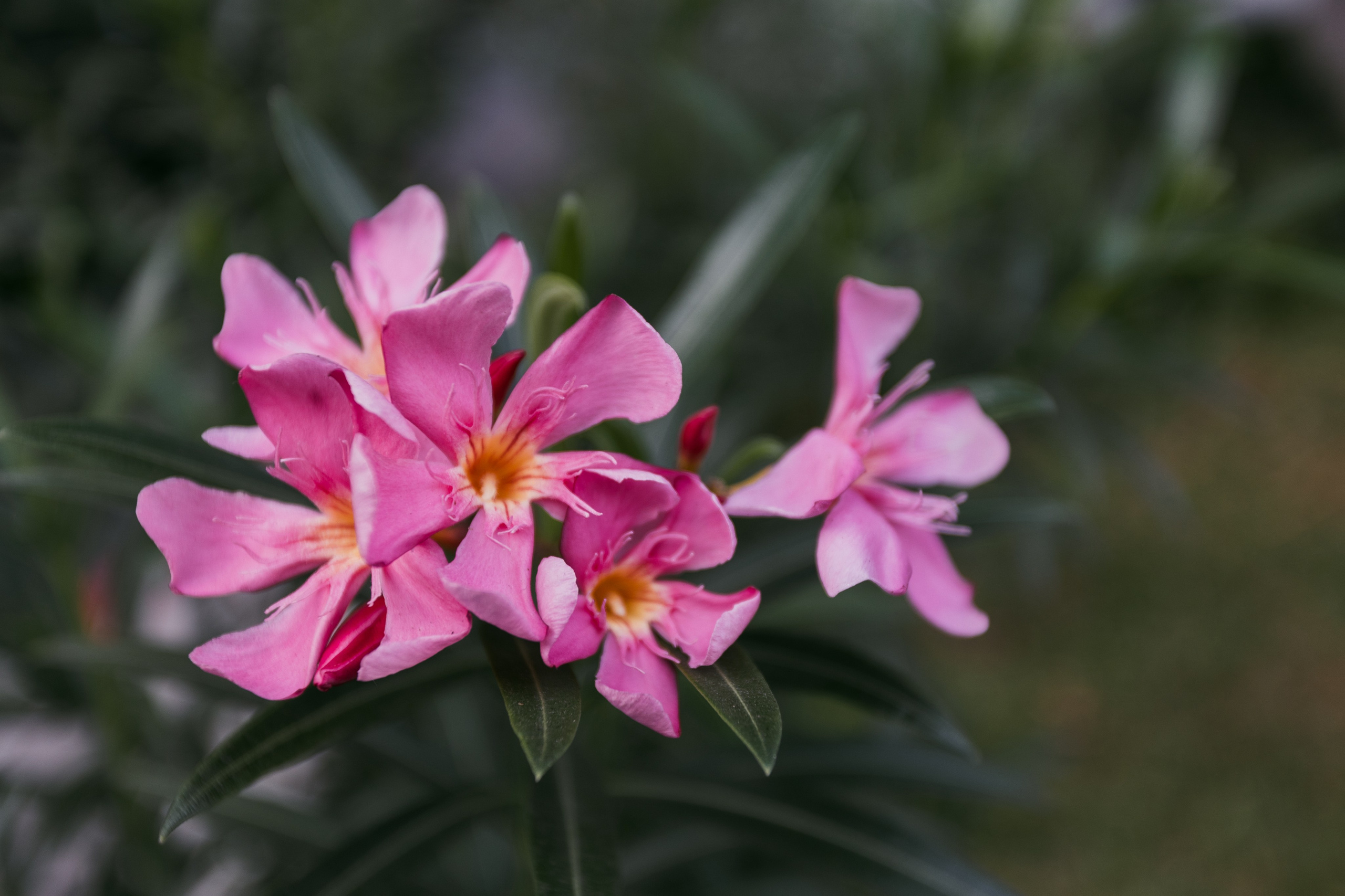 Bangkok. Фотограф Сонкина Татьяна