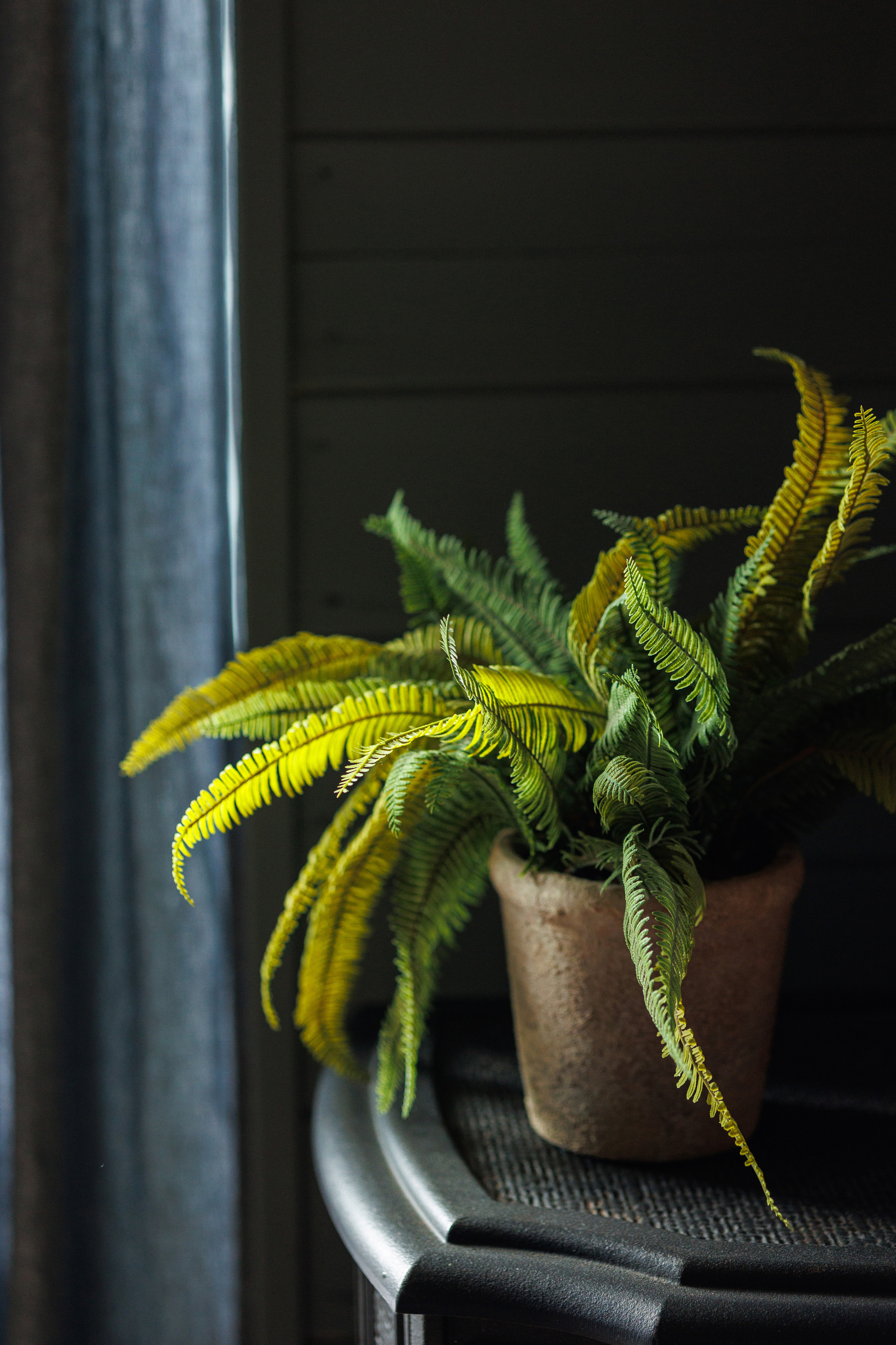 Ксения и Федор