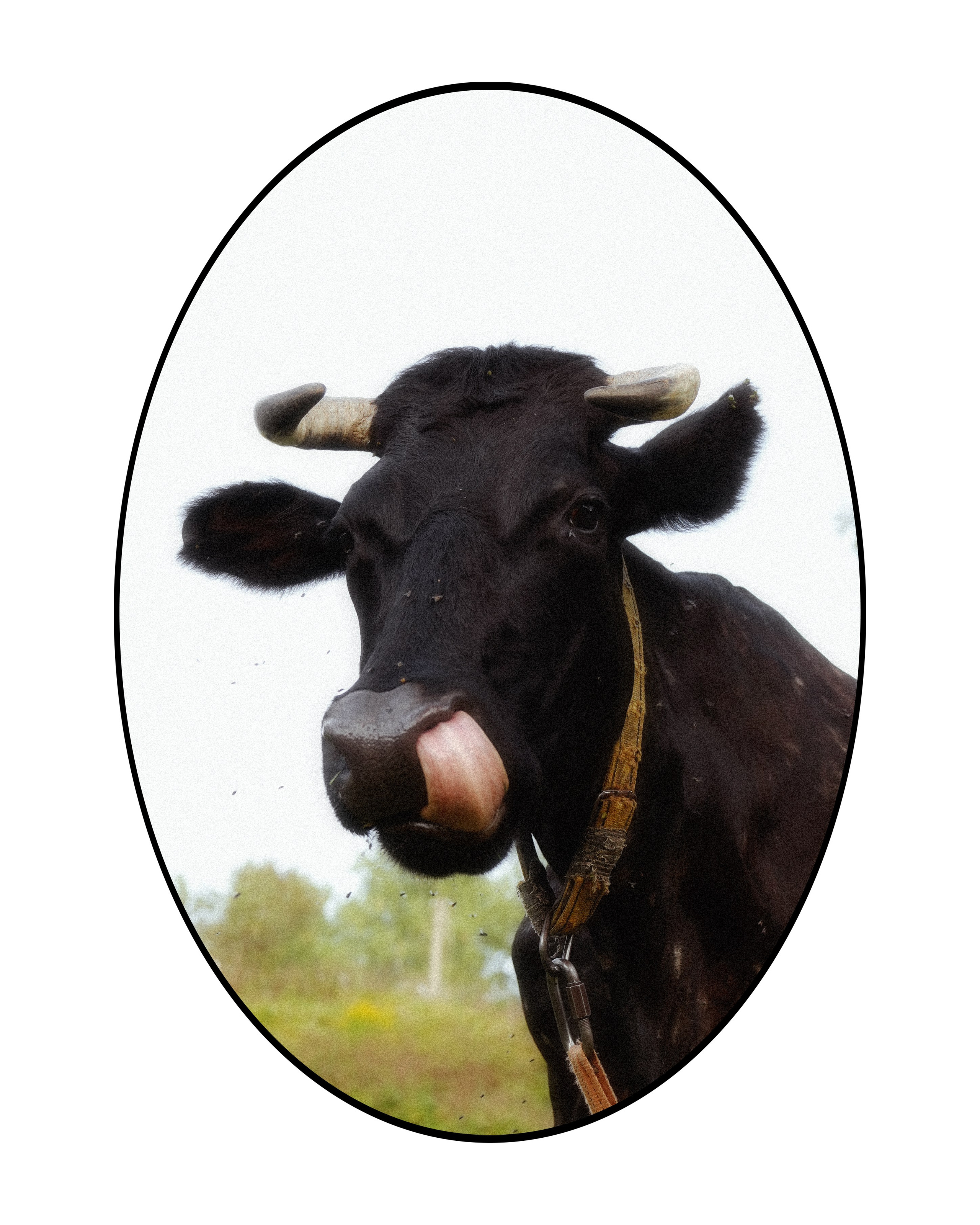 KALUGA. ANNA — PHOTOGRAPHER