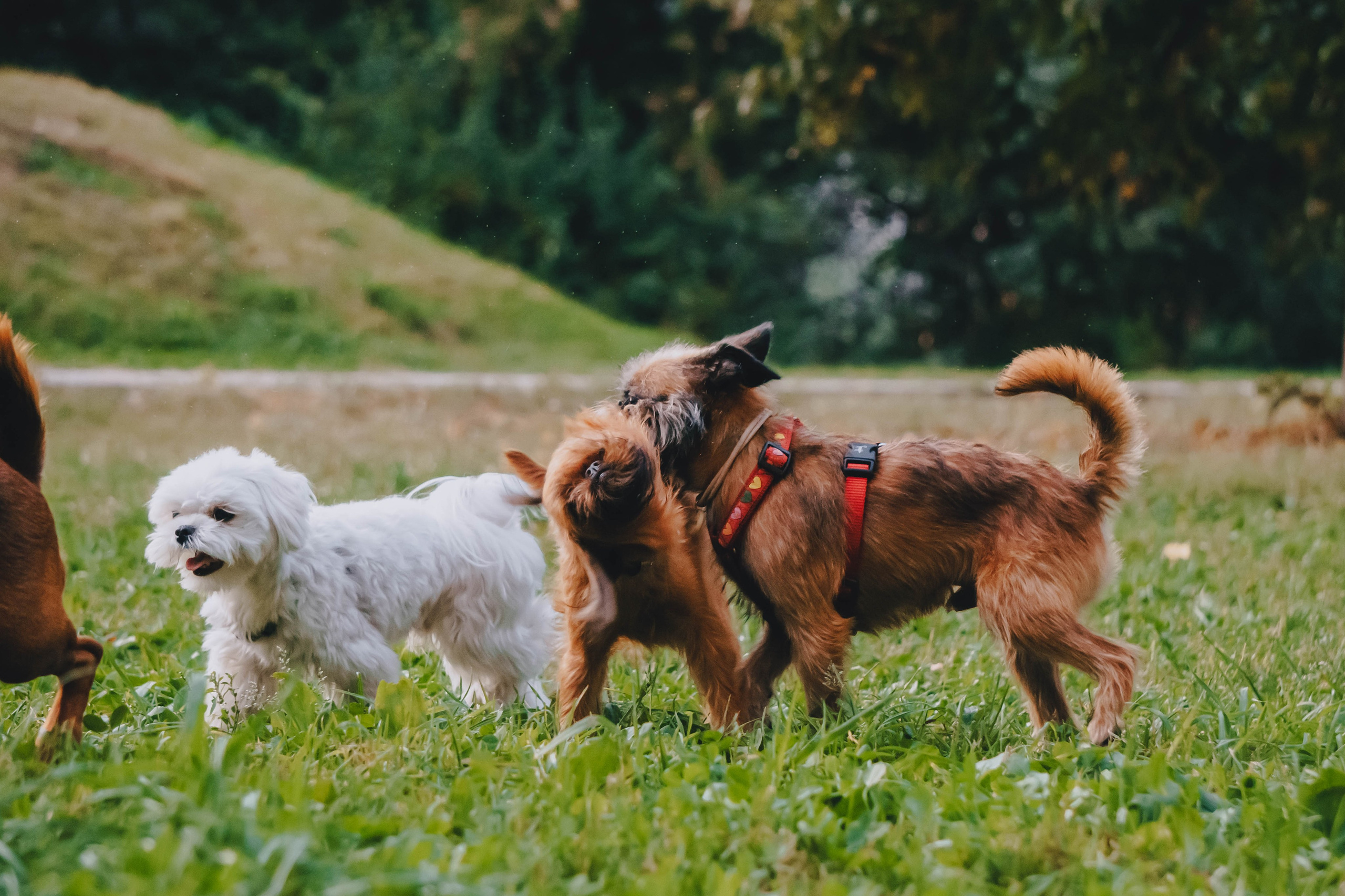 Мини-туса гриффоны и брабансоны. Фотограф-анималист Ксения Воробьева, Москва
