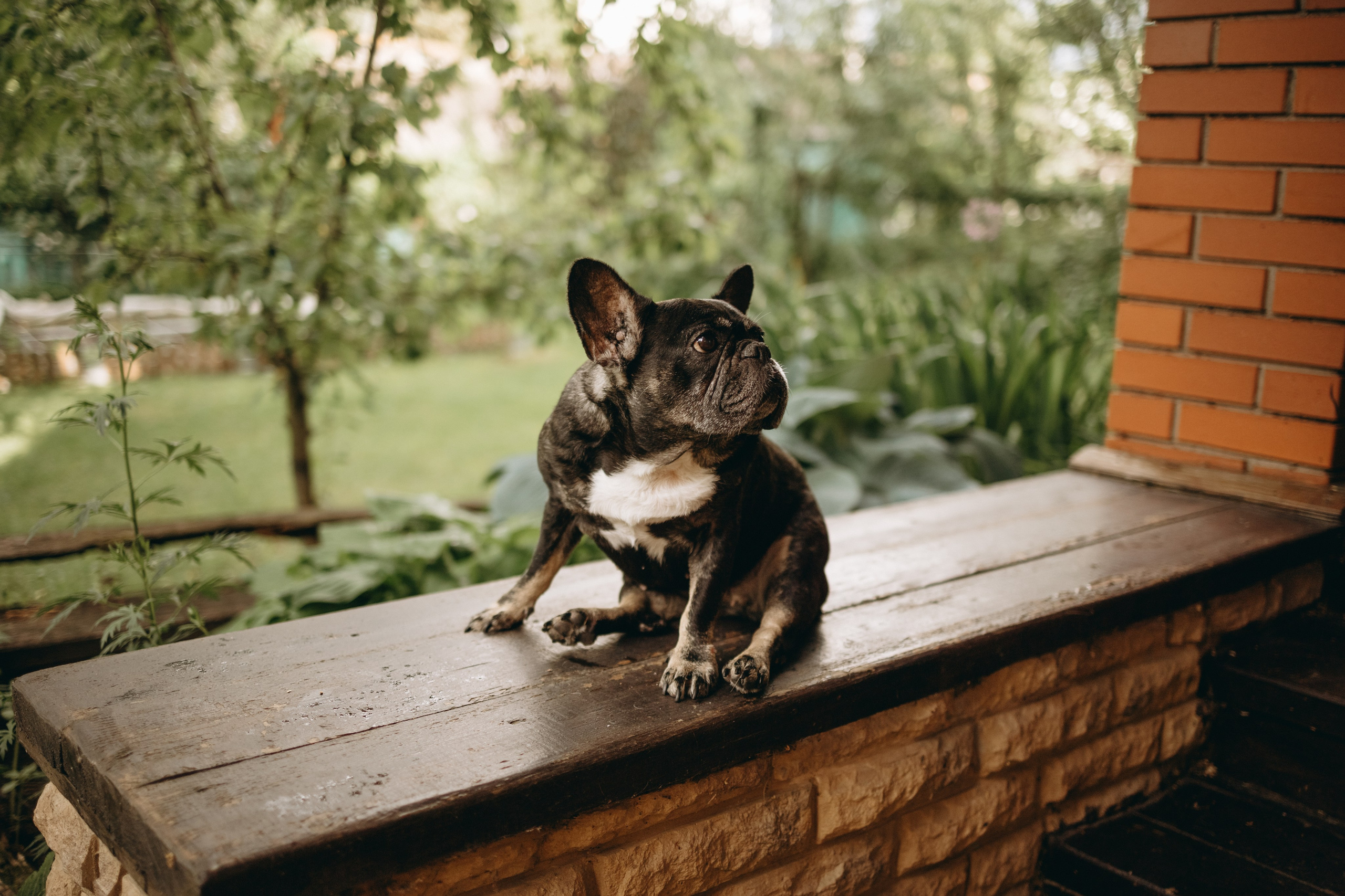 Софа и ее хвостики. Фотограф — Анималист | Санкт-Петербург