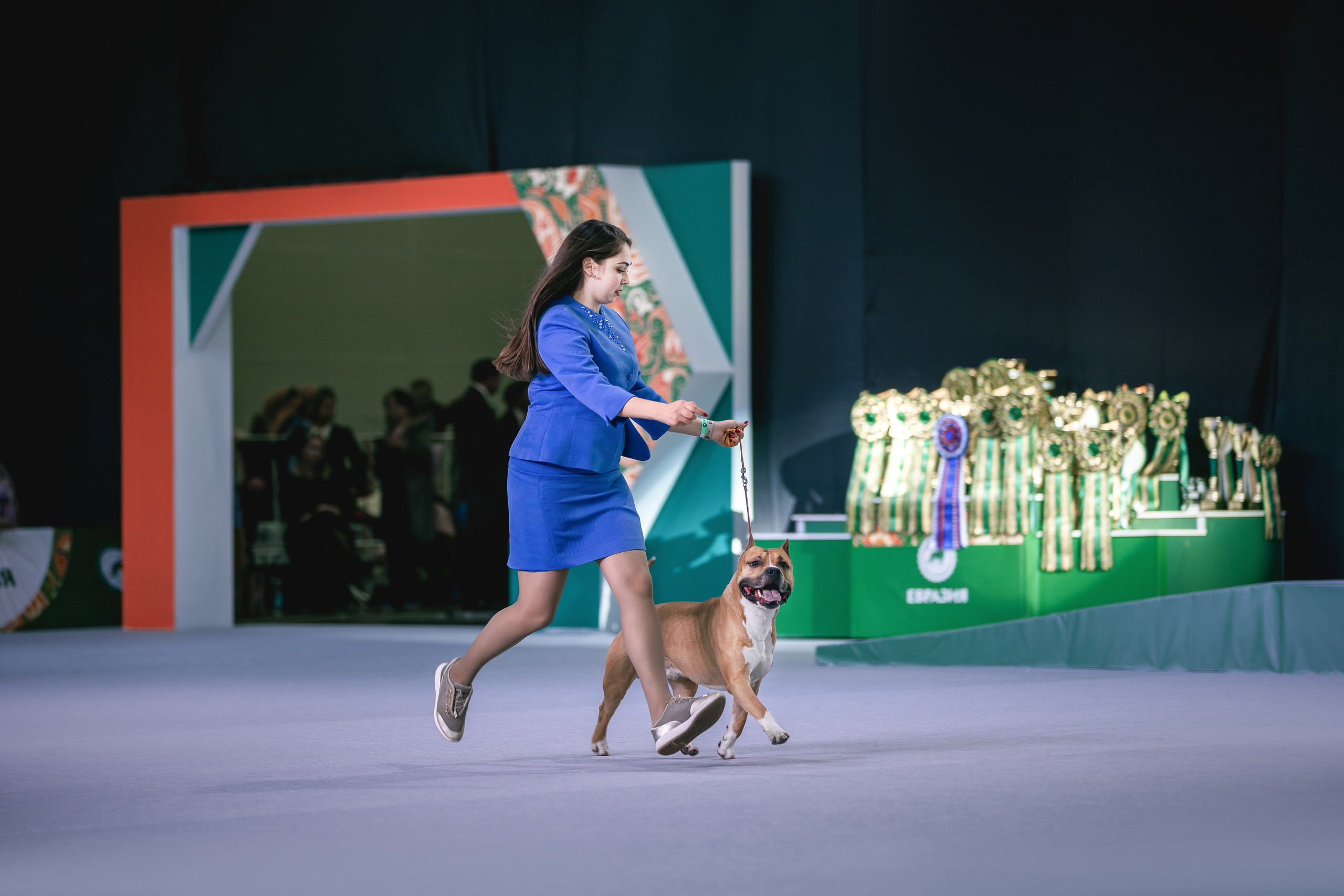 Выставки. Фотограф анималист в Москве Майорова Евгения