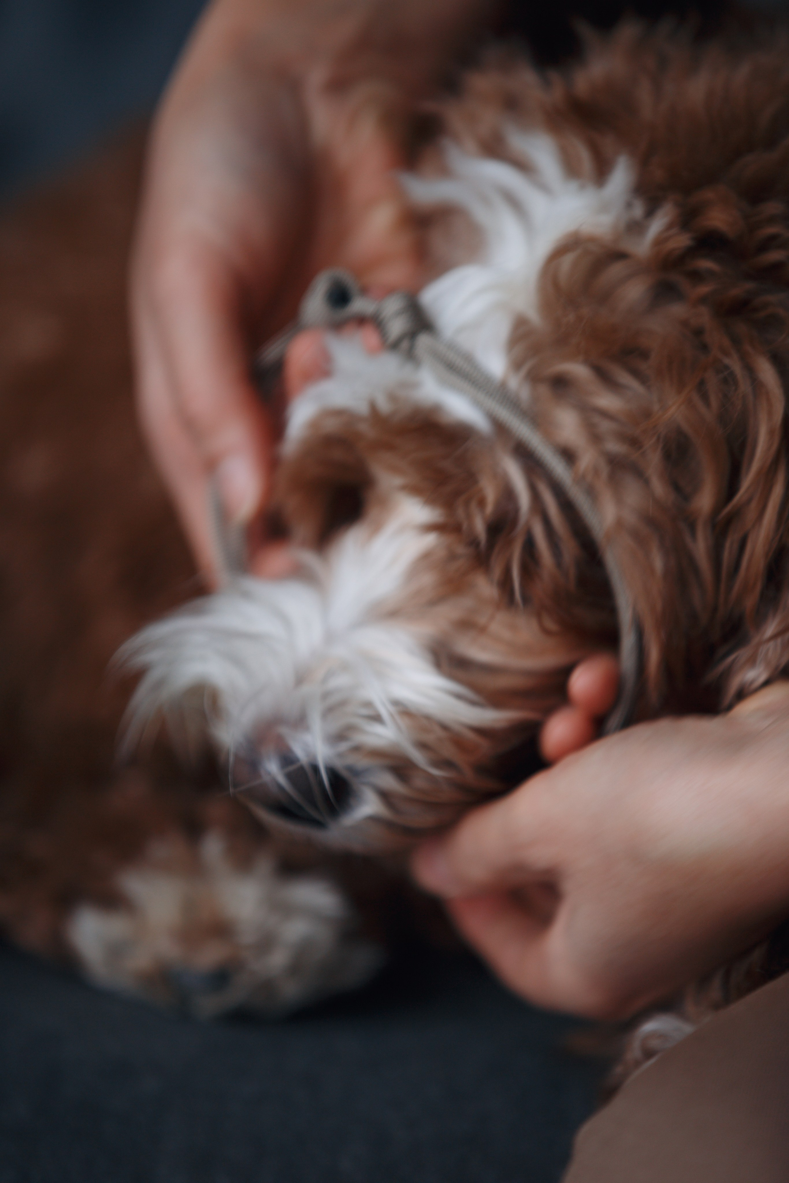 Bmbh лежанки и адресники. Фотограф анималист Кристина Карпова, Москва