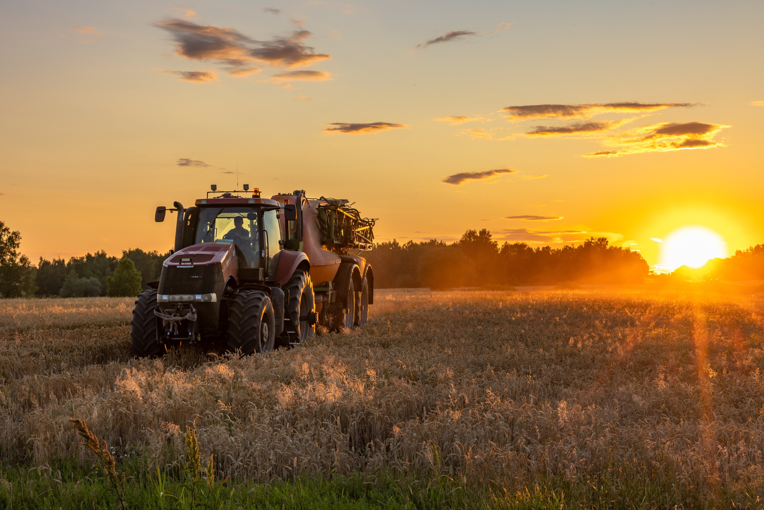 В пшеничном поле на закате. Фотограф в Туле Крупский АнДРей. Фотостудия «КАДР71» в Туле