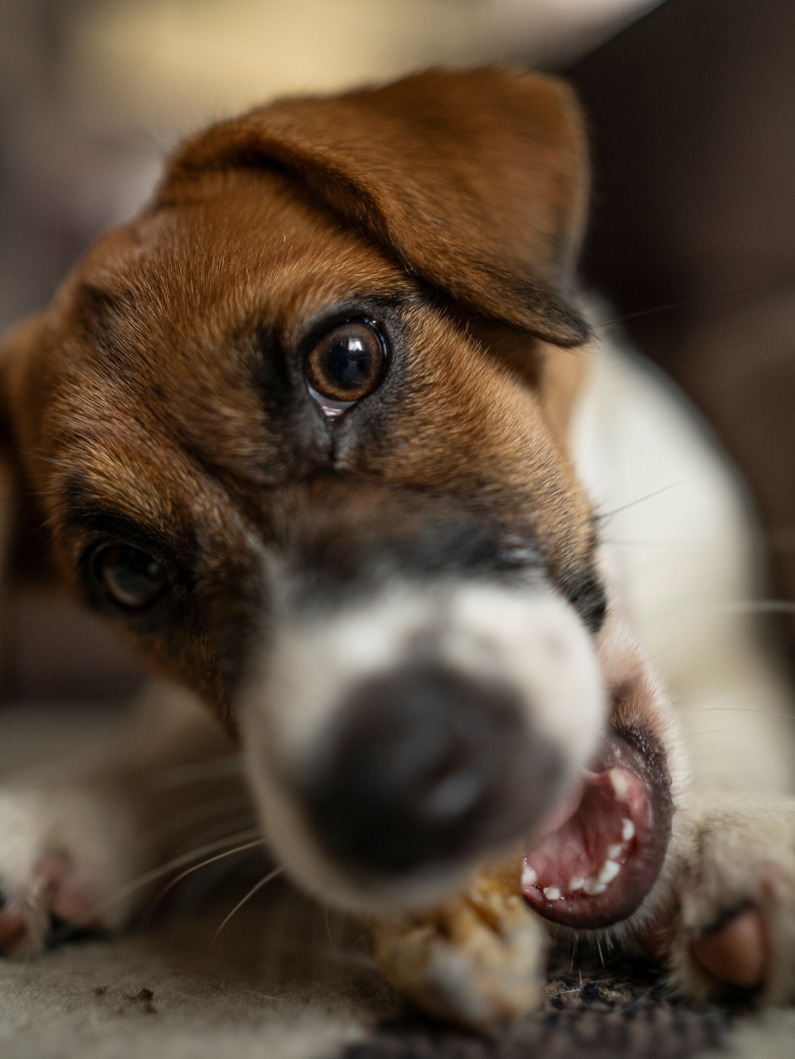 Ляля и Бандит Питомцы. Свадебный и Женский фотограф в г. Кемерово