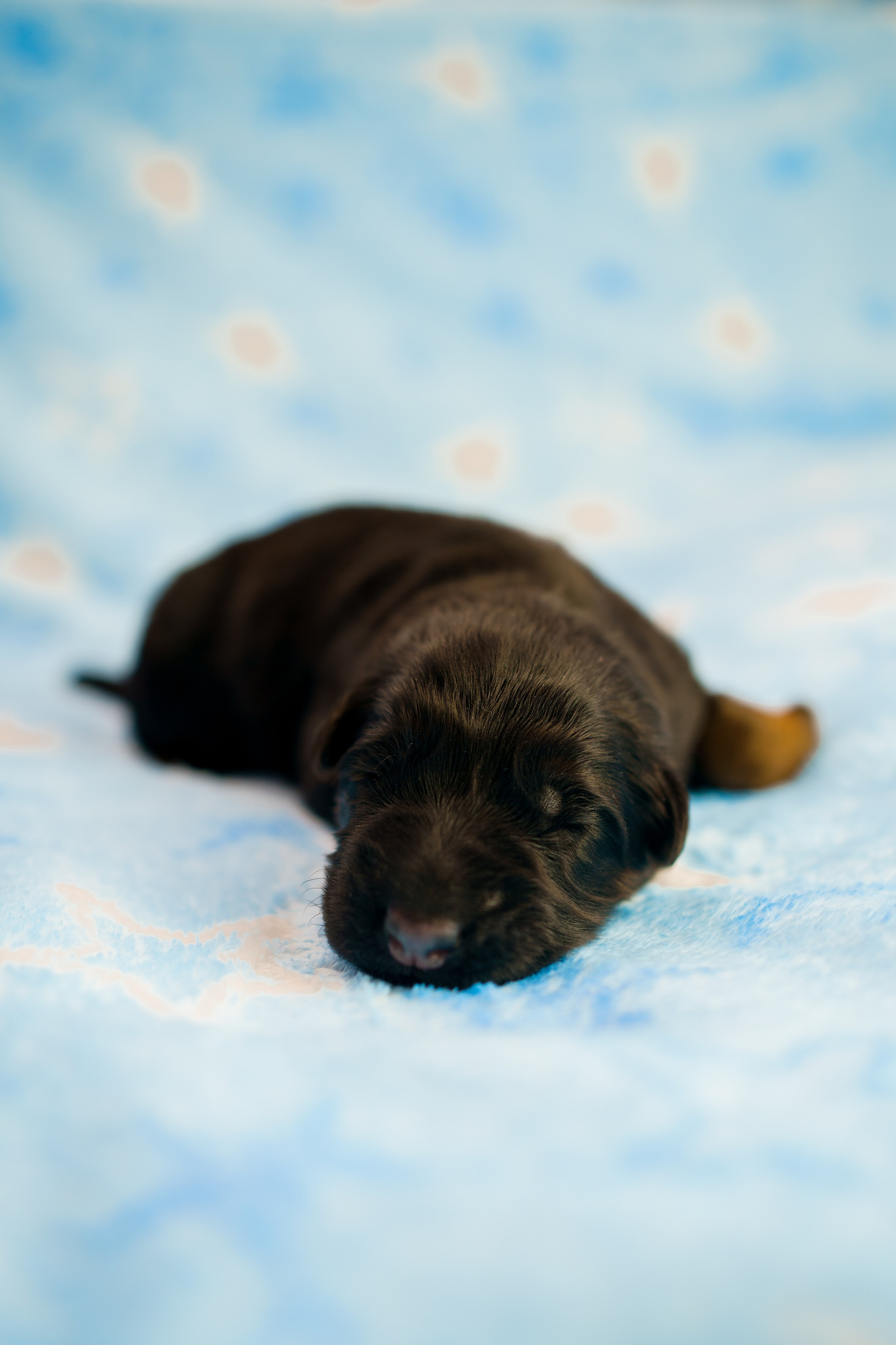 Новорожденные немецкие овчарки. Фотограф-анималист Анастасия Большакова