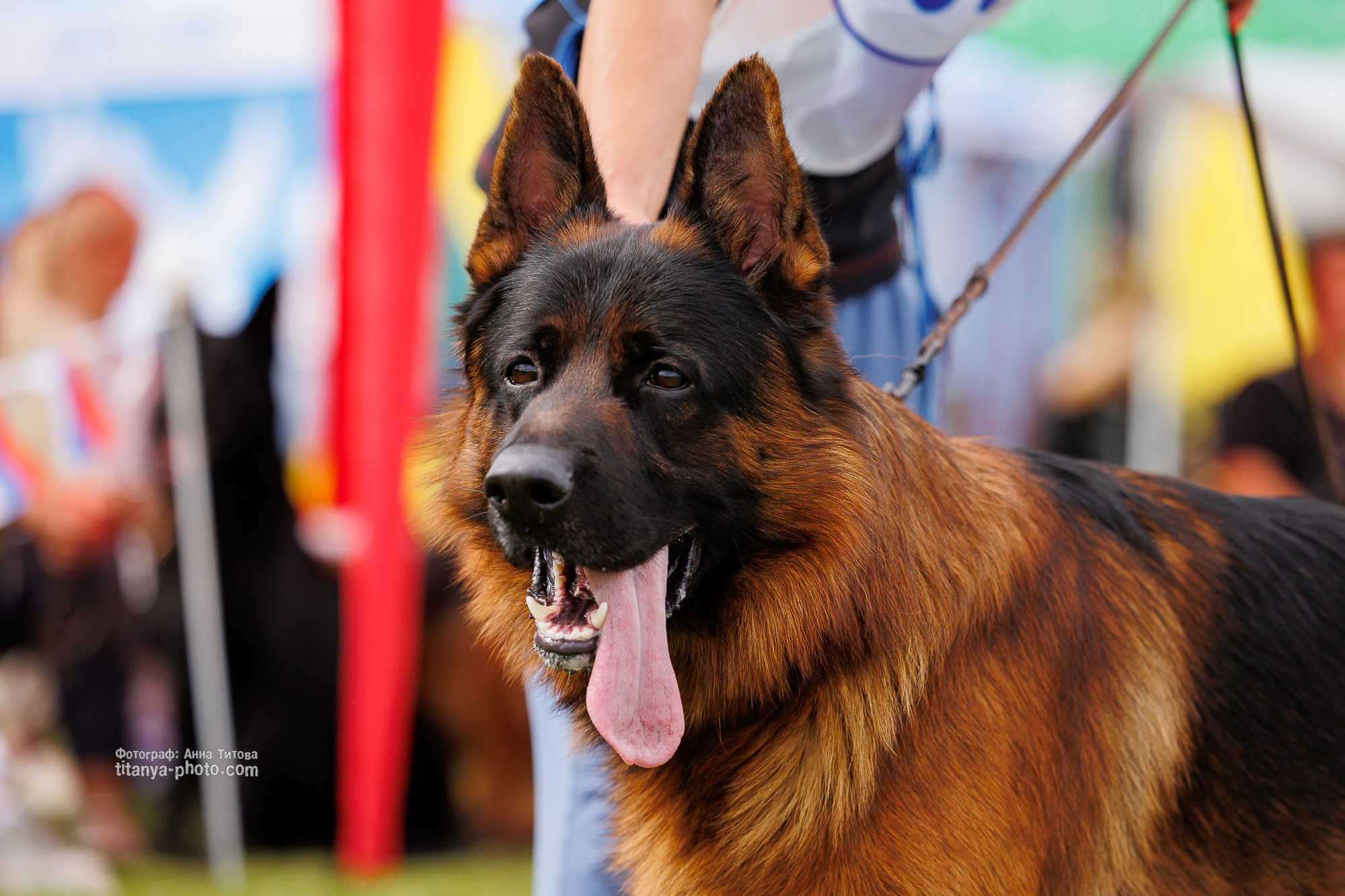 Немецкие овчарки: фото из рингов и вне ринга, мутпроба (фотографии с выставок). Фотограф собак, фотограф-анималист Аня Титова (Titanya). Москва