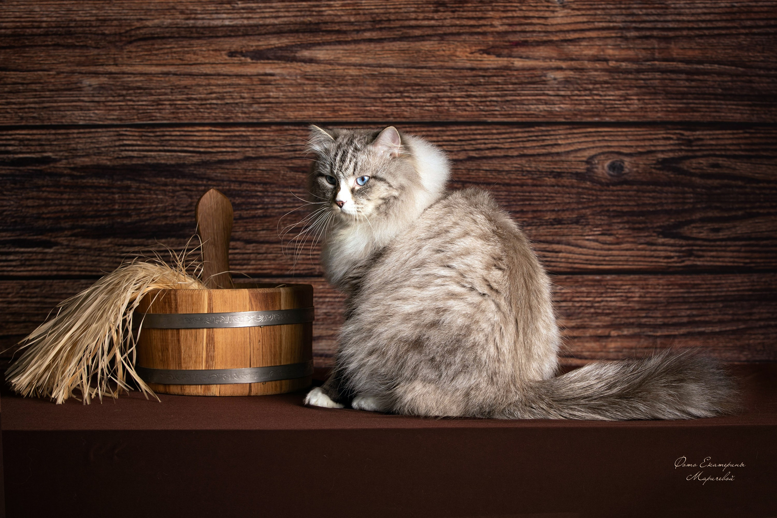 Стендовая съёмка на выставках кошек. Фотограф-анималист в Омске Екатерина Маричева