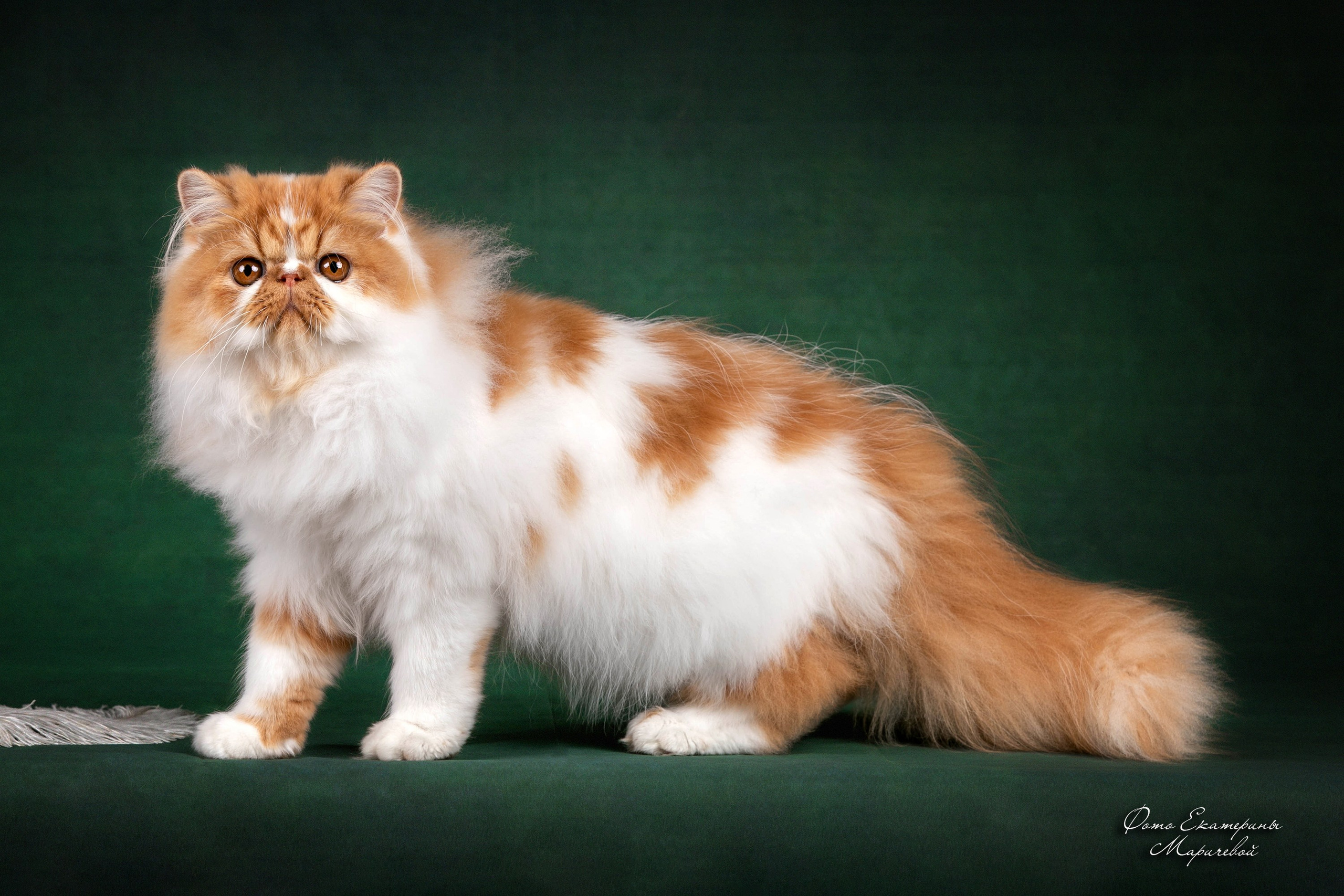 Стендовая съёмка на выставках кошек. Фотограф-анималист в Омске Екатерина Маричева