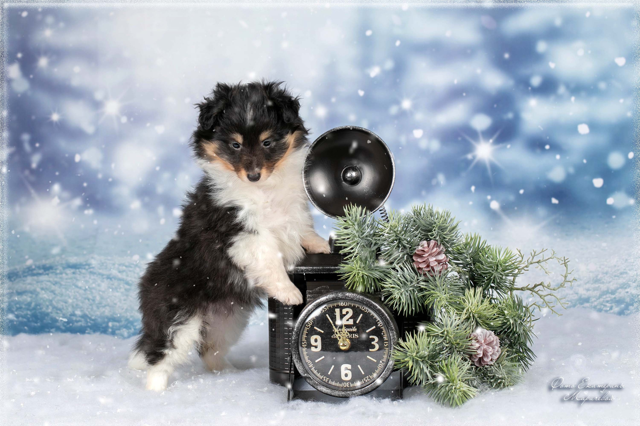 13.12.26 выставки клубов Собаковод, Флагман. Стенд и репортаж. Фотограф-анималист в Омске Екатерина Маричева