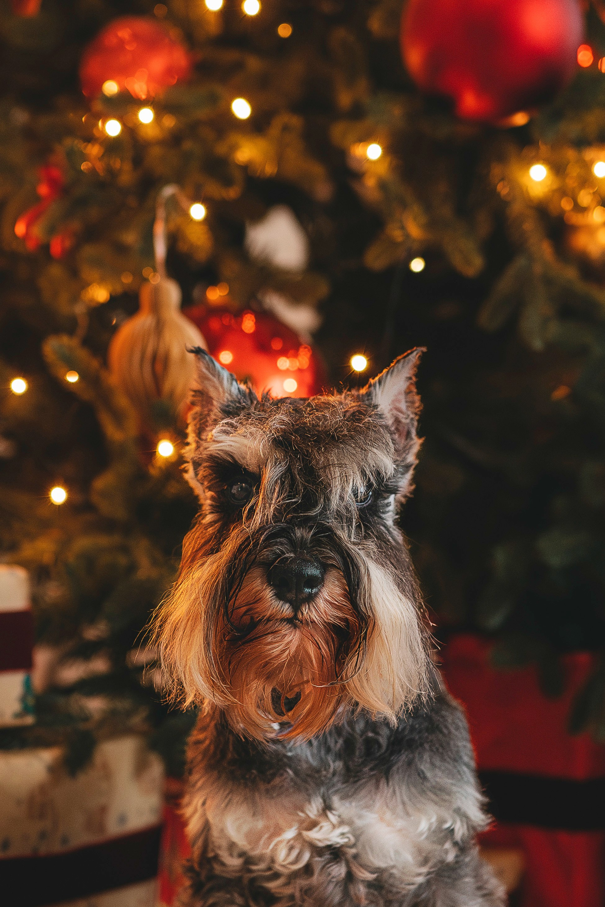 Ольга и Сатори. Фотограф анималист в Спб недорого Олеся Майорова