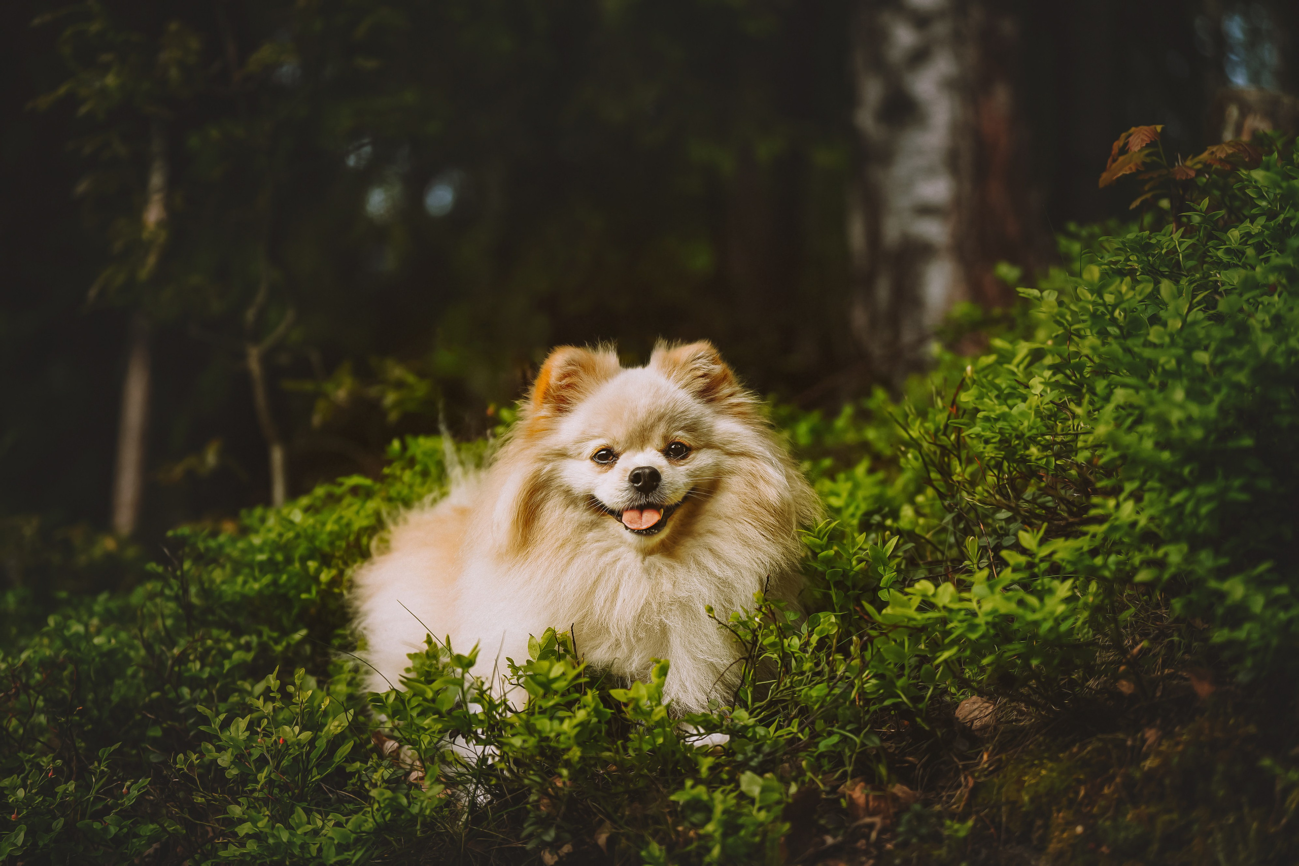 Фотосессия с собачкой в лесу. Фотограф анималист в Спб недорого Олеся Майорова