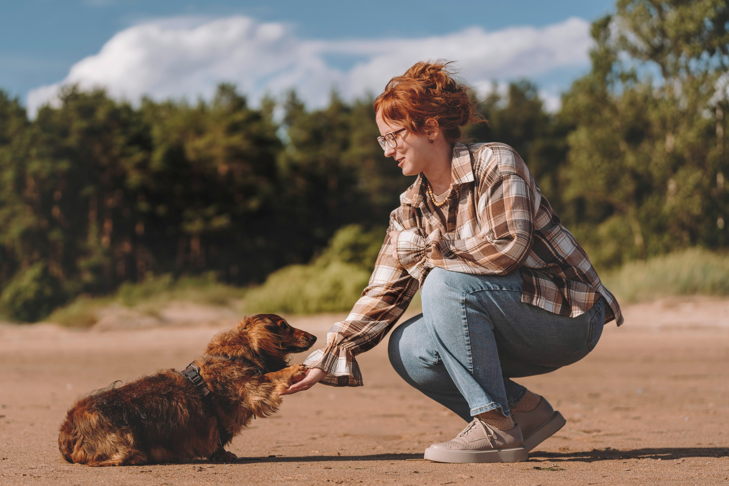 Фотосессия с длиношерстной таксой на пляжн. Фотограф анималист в Спб недорого Олеся Майорова