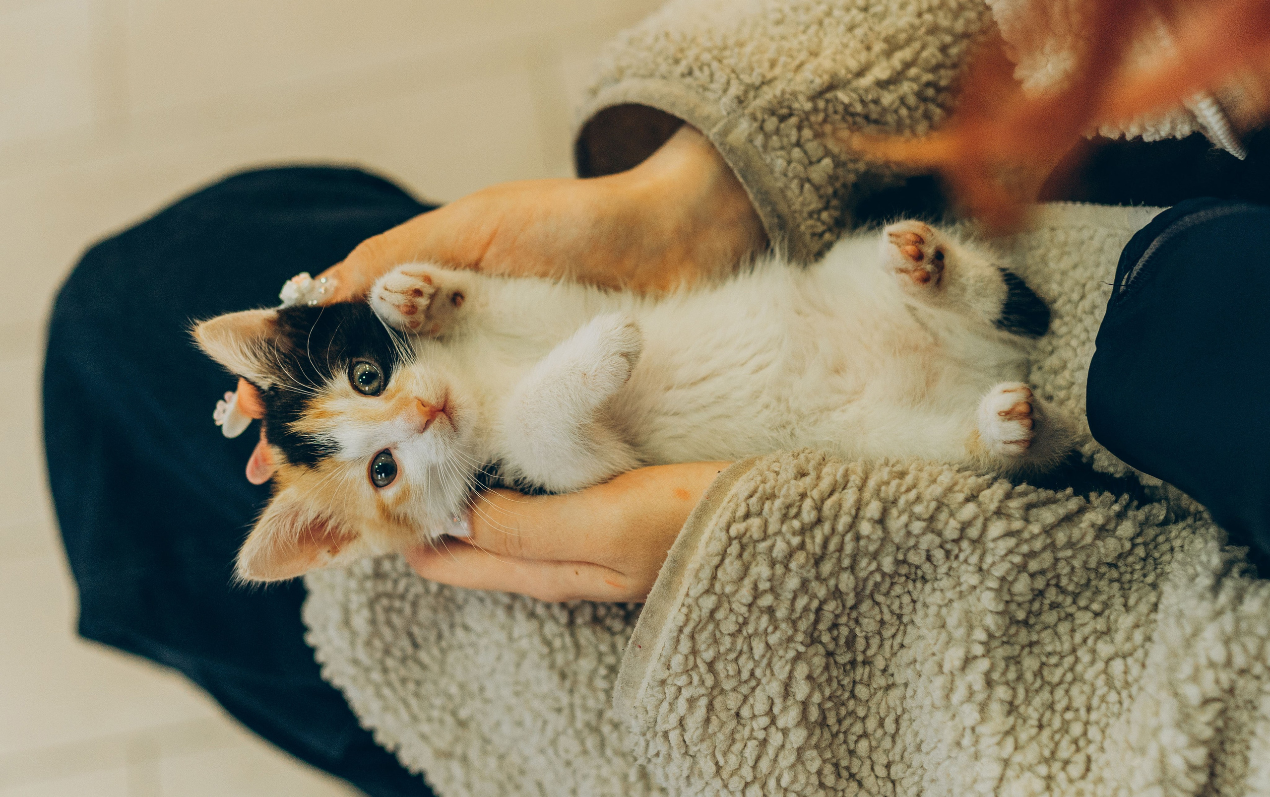 Соник. Фотограф анималист в Спб недорого Олеся Майорова