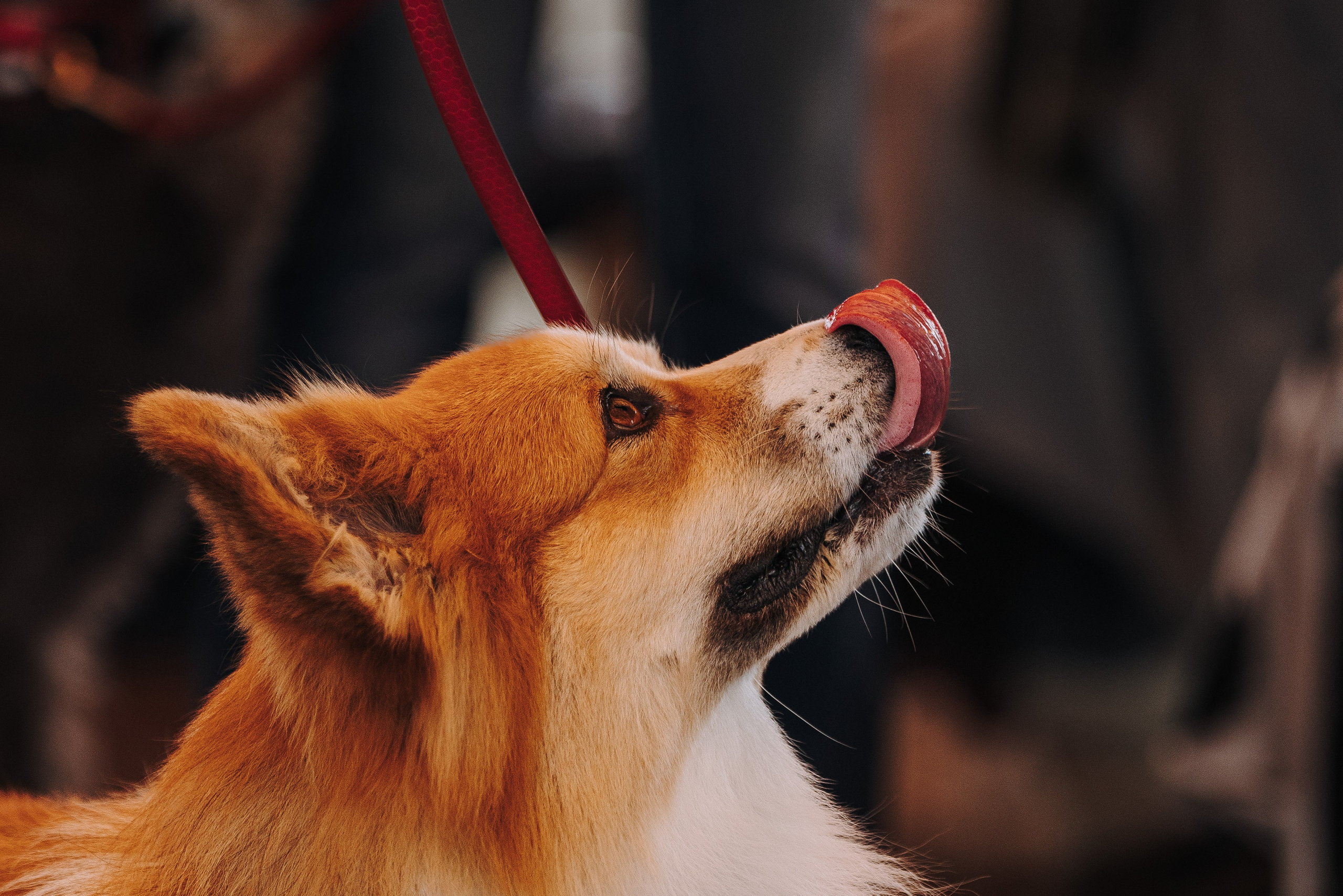 Соревнования по ноузворку в Лосево. Фотограф анималист в Спб недорого Олеся Майорова