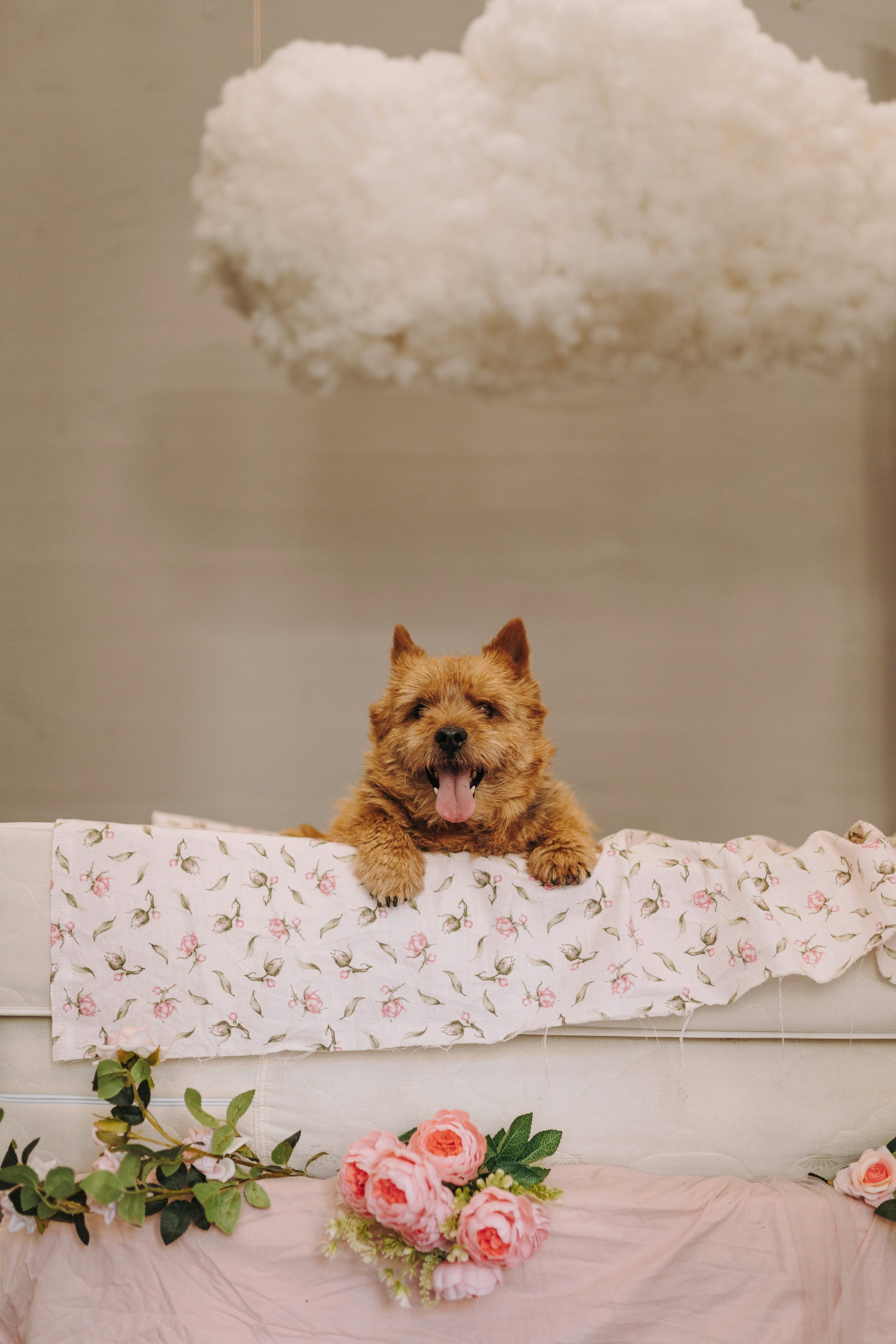 Маша и Рамси. Фотограф анималист в Спб недорого Олеся Майорова