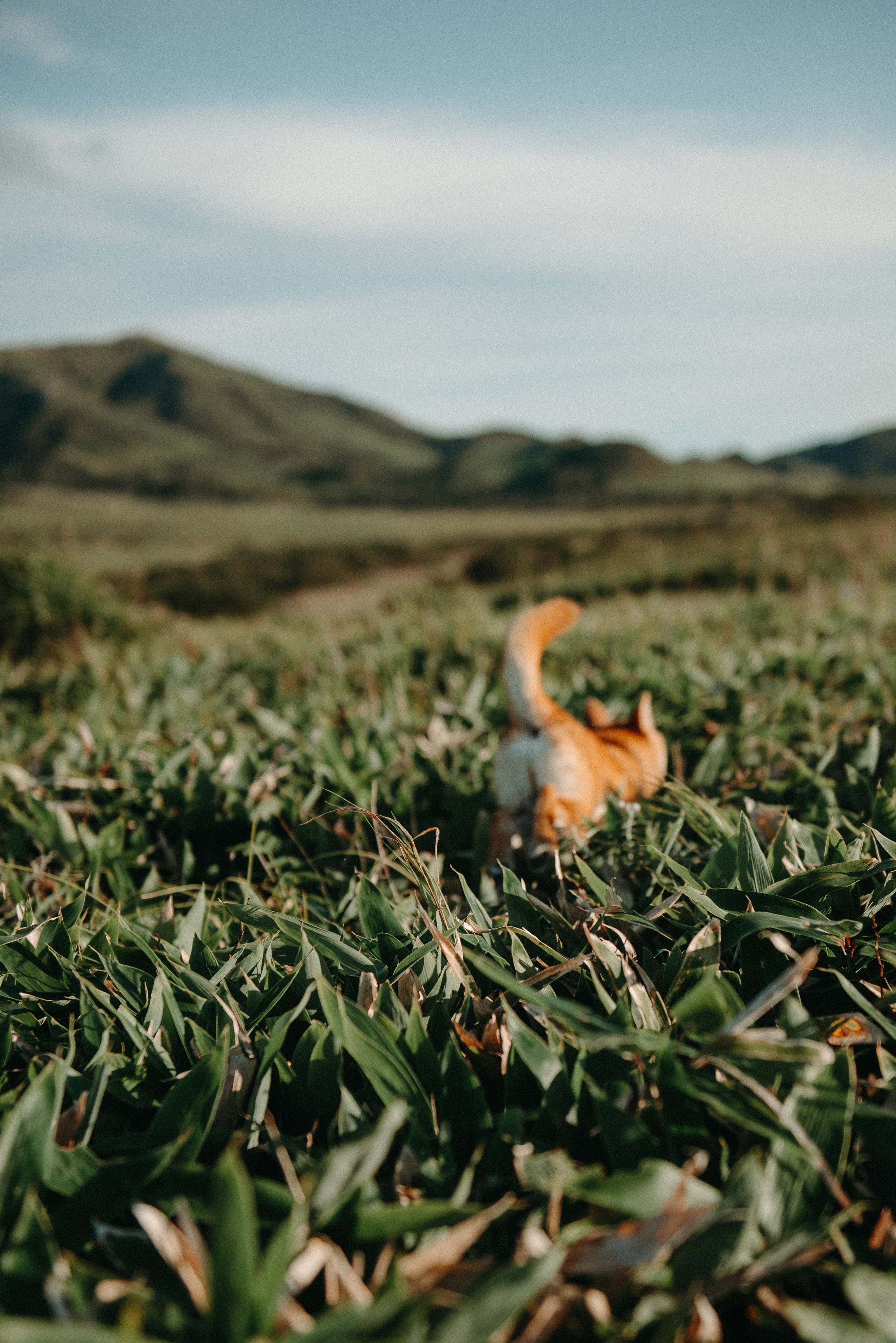 Тася и Сиба. Ирина Метелица фотограф на Шикотане