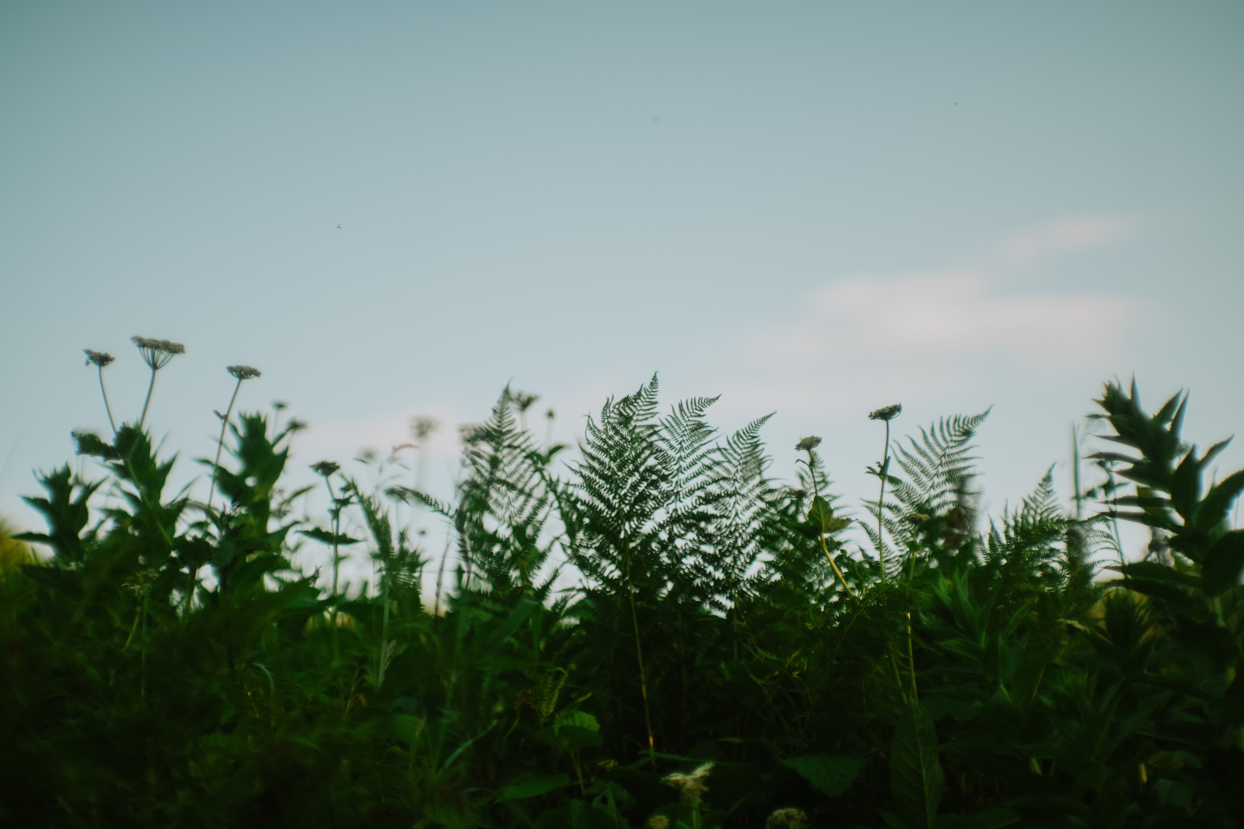 Нахазо ✽ Июль. Репортажный фотограф | Роза Хутор Красная Поляна Сочи Сириус