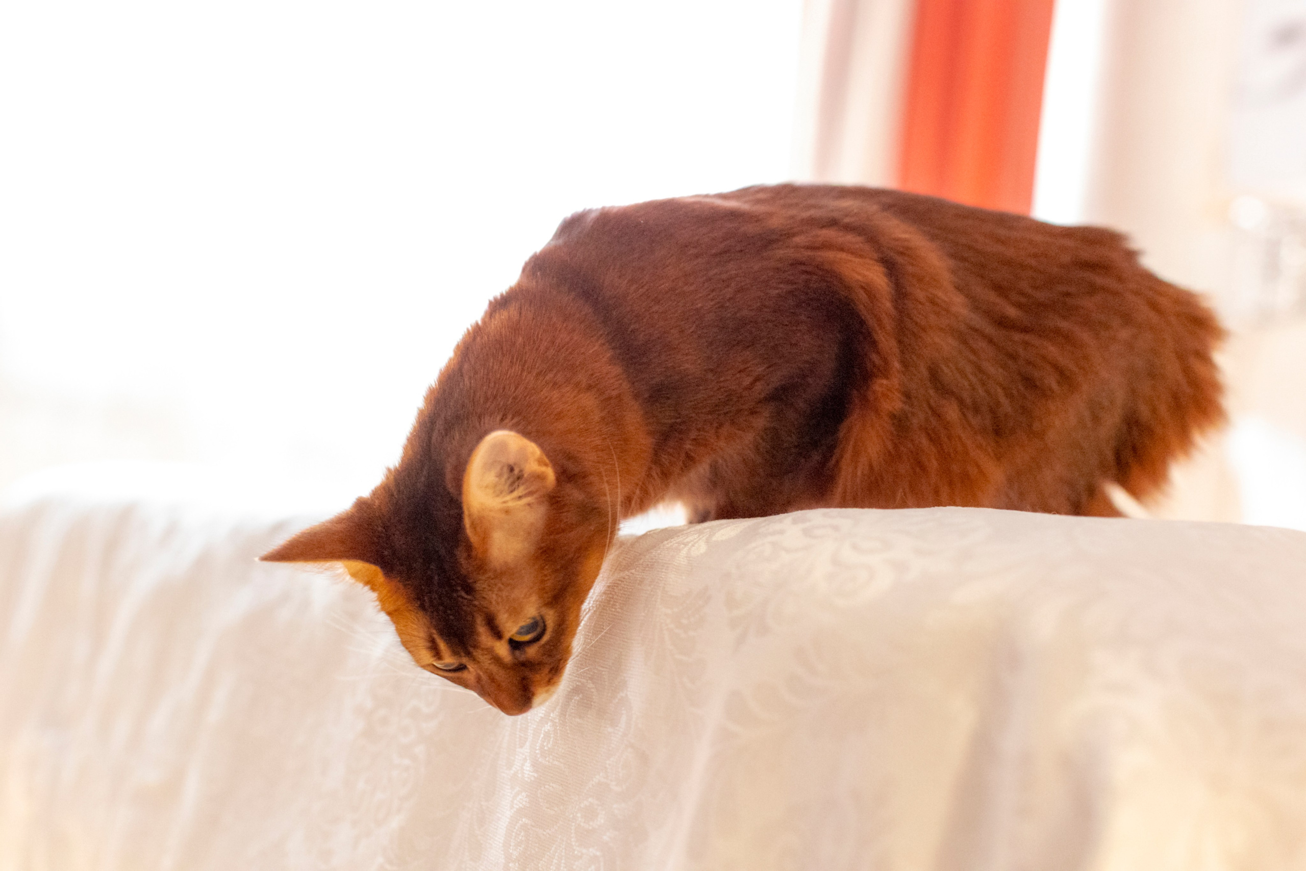 Сомали. Art my Pho