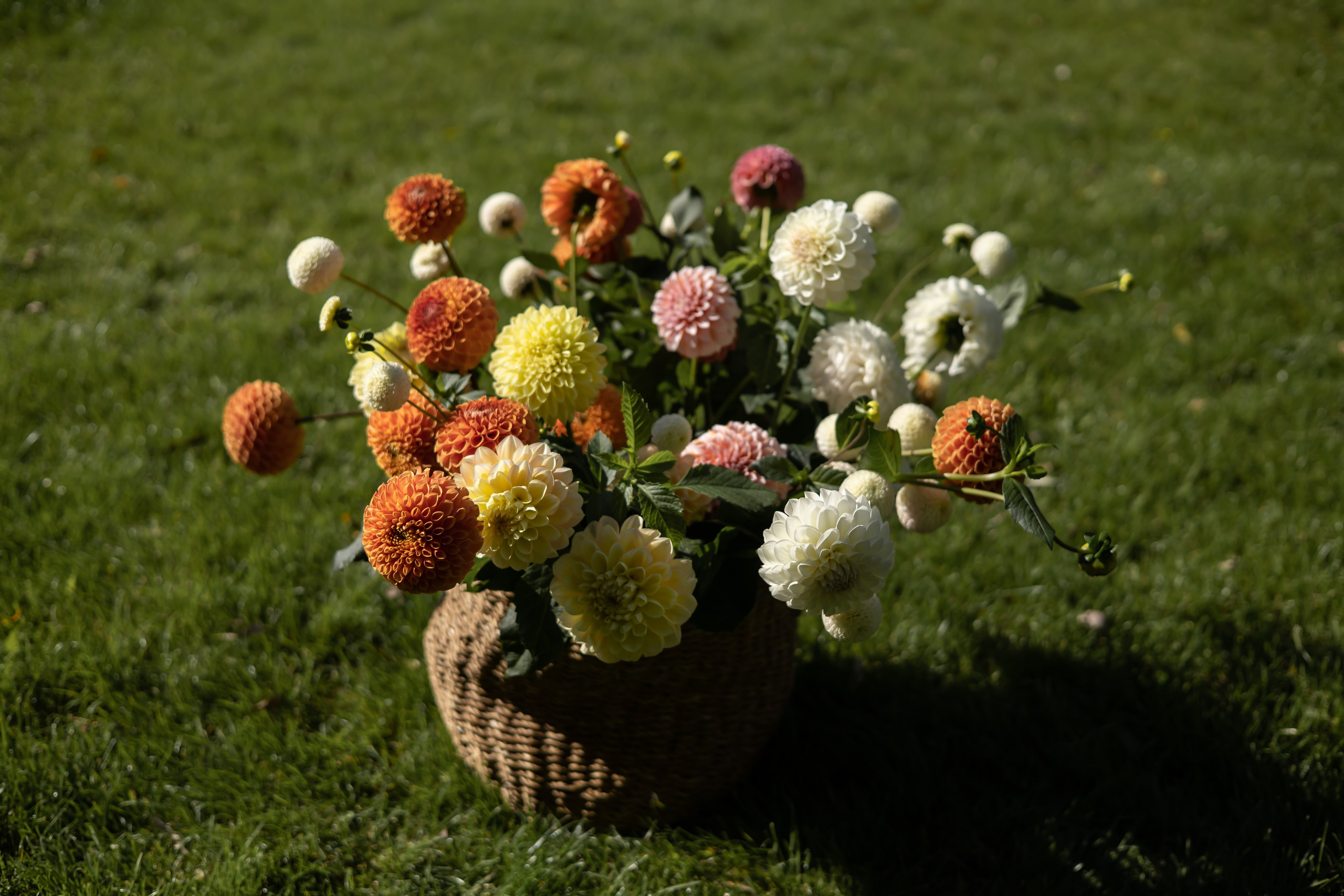 ДИНИЯ. Фотограф Элла Ефимова