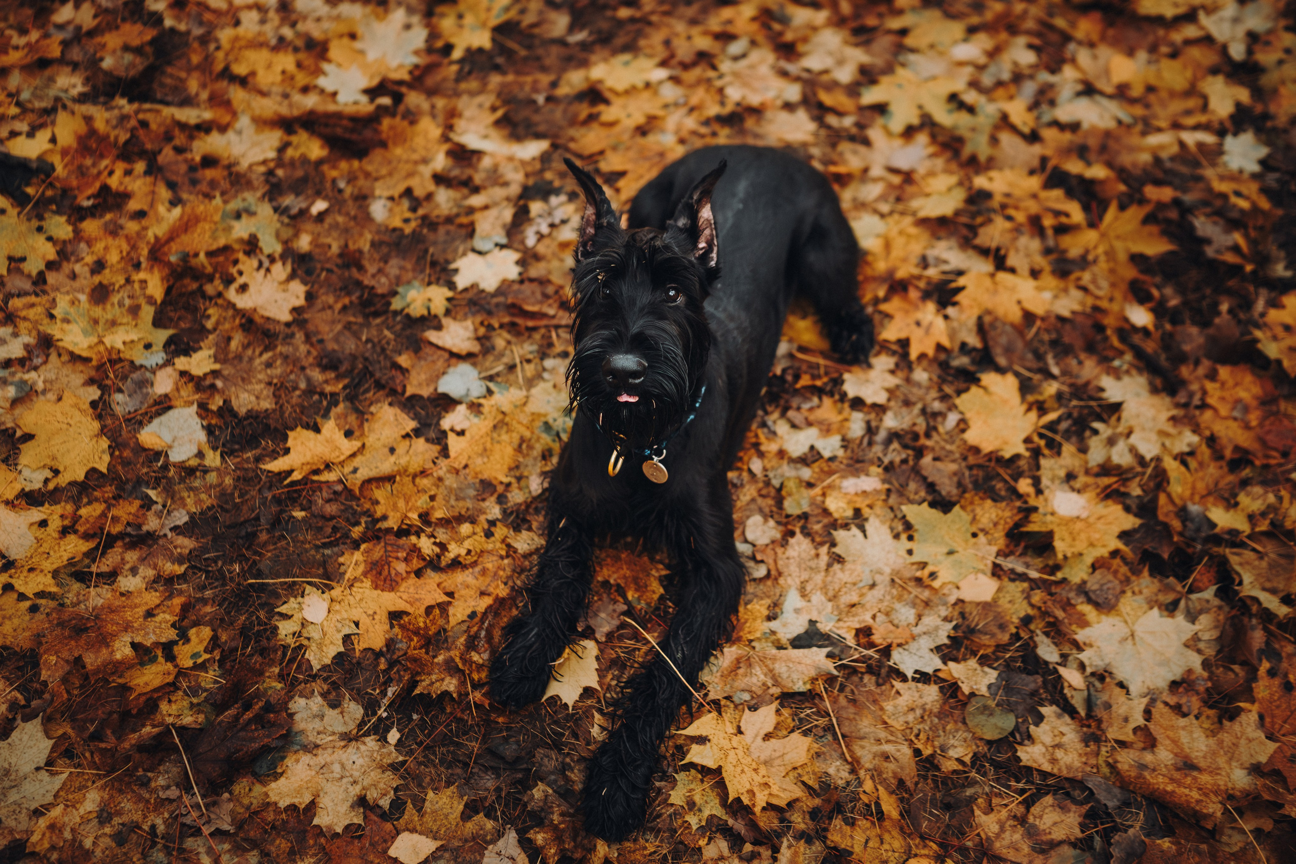 Даша и Умбра. Семейный фотограф анималист Ананьева Мария — Москва