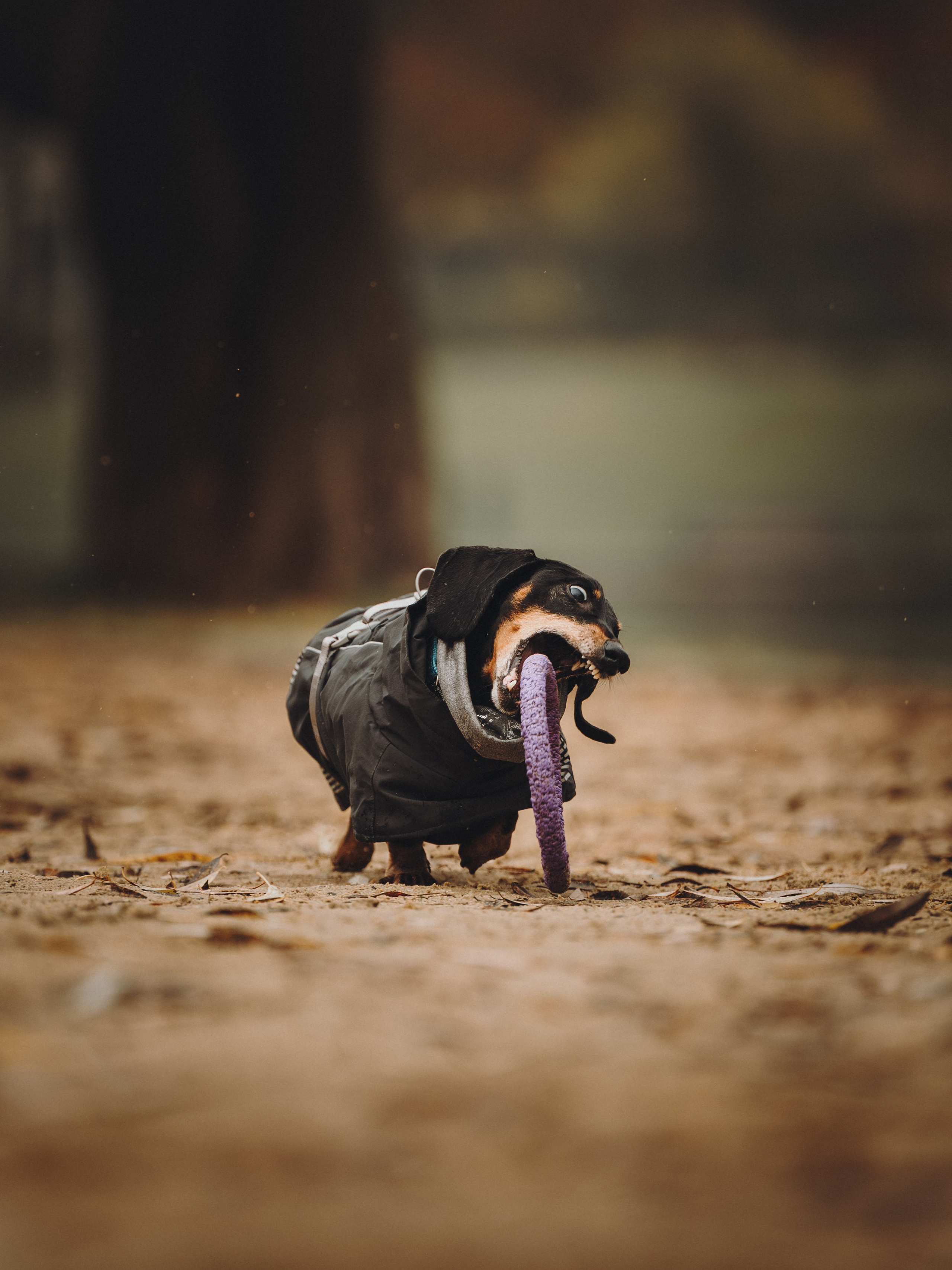 Аня, Оскар и Яр. Семейный фотограф анималист Ананьева Мария — Москва