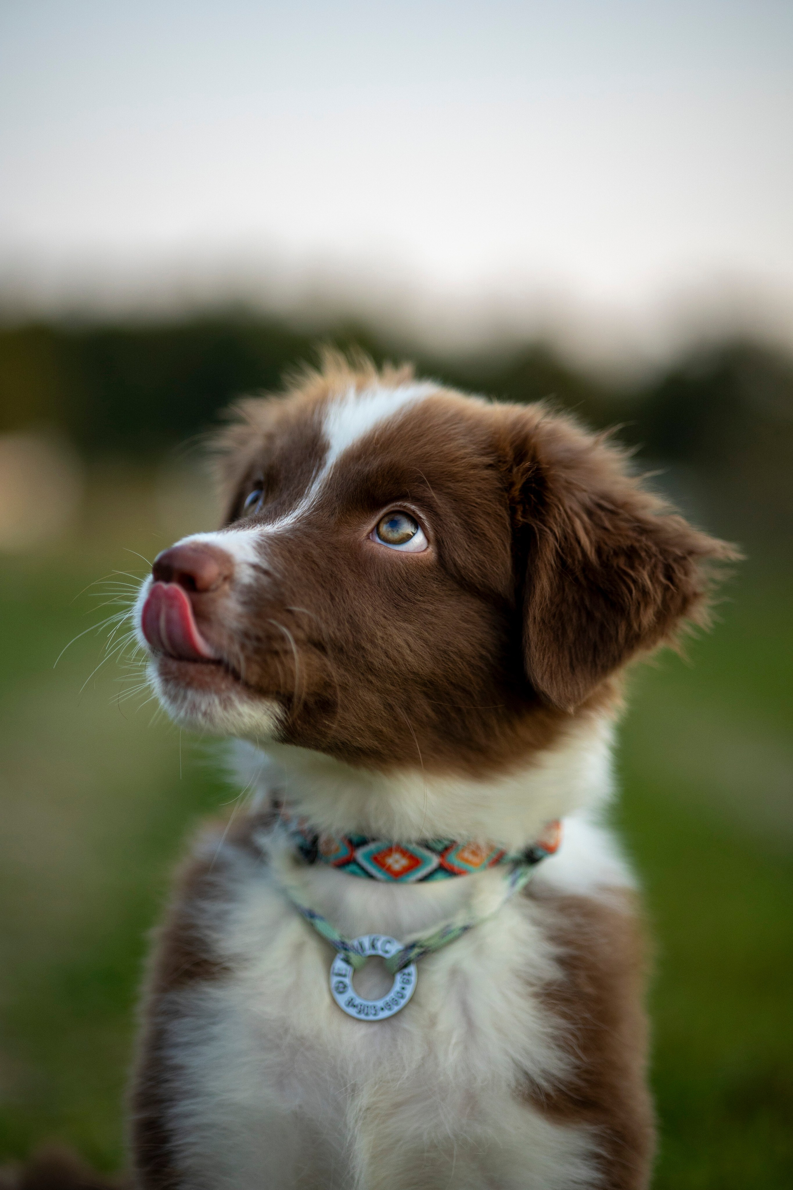 Съемка щенка. Анастасия Белаш