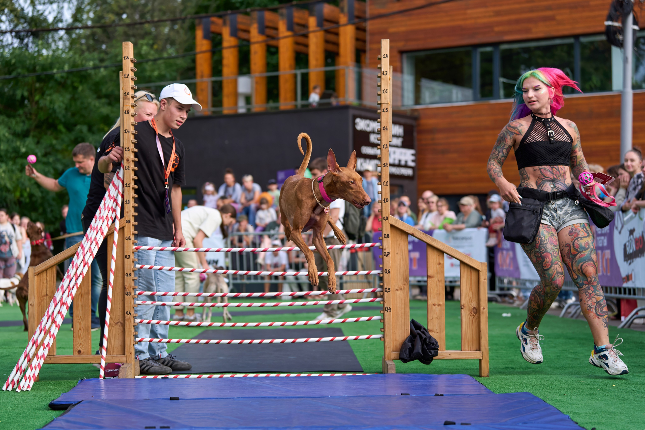 4 лапы Фест. Многоборье. Фотограф-анималист Михаил Манухин