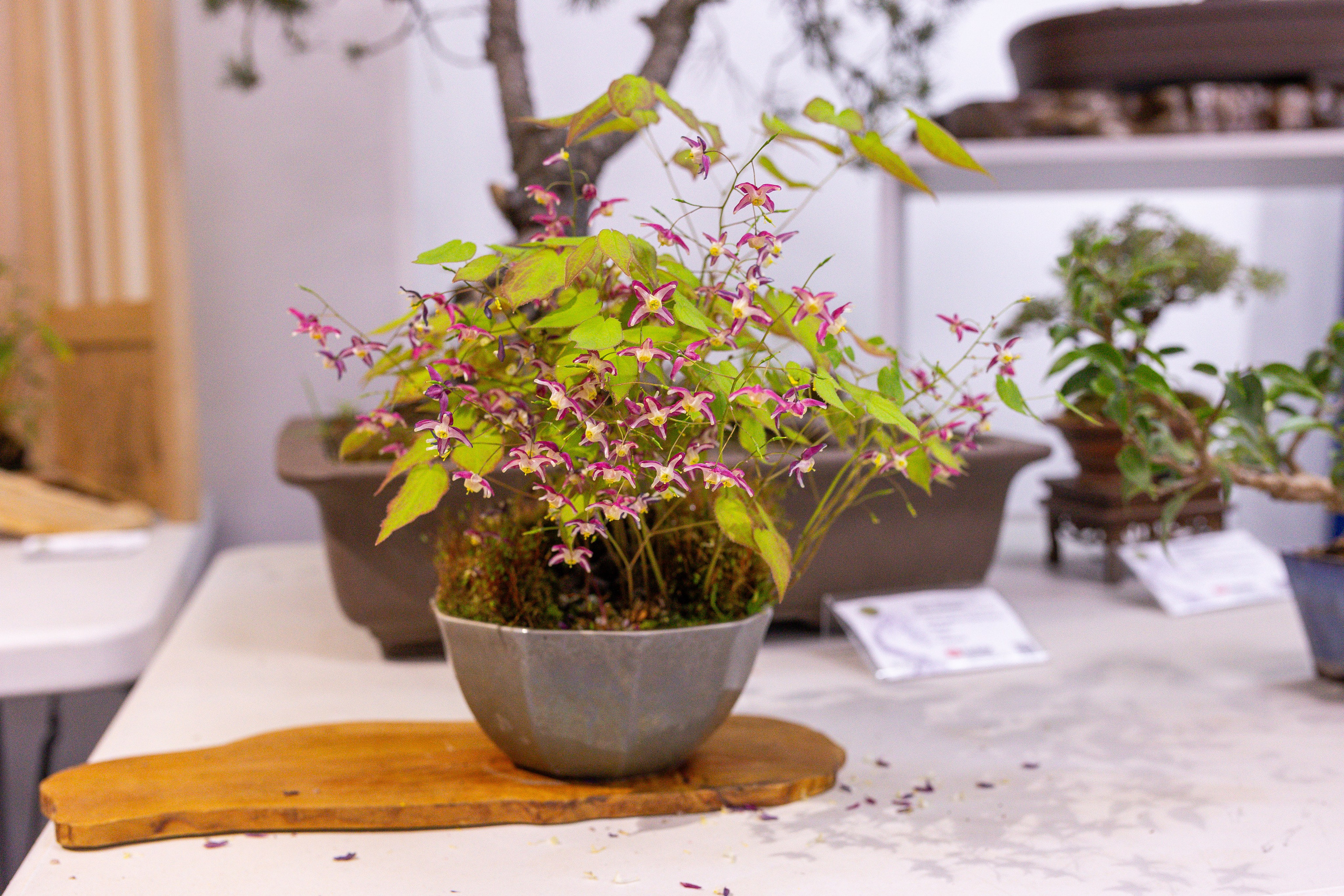 Орхидиум май 2025. Александра Куликова фотограф, Москва