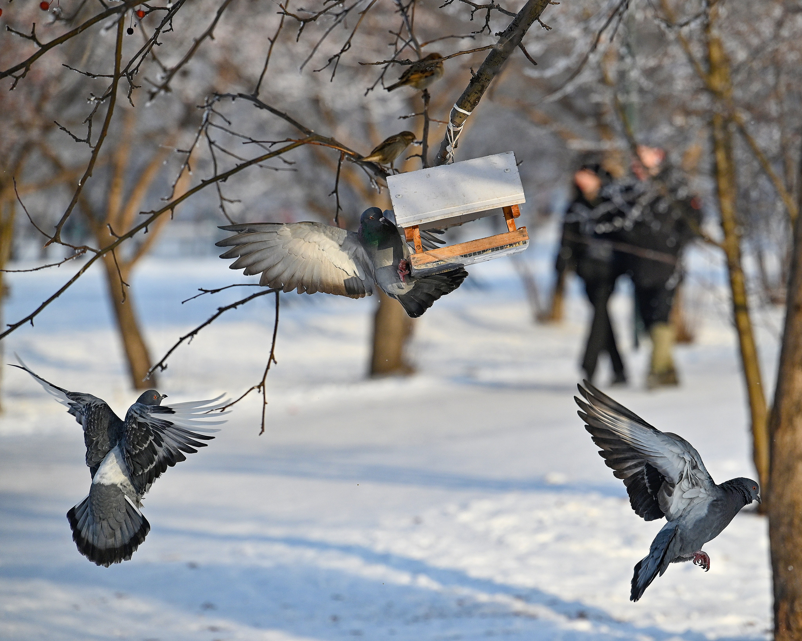 Сибирская зима прекрасна!. FotoGraf