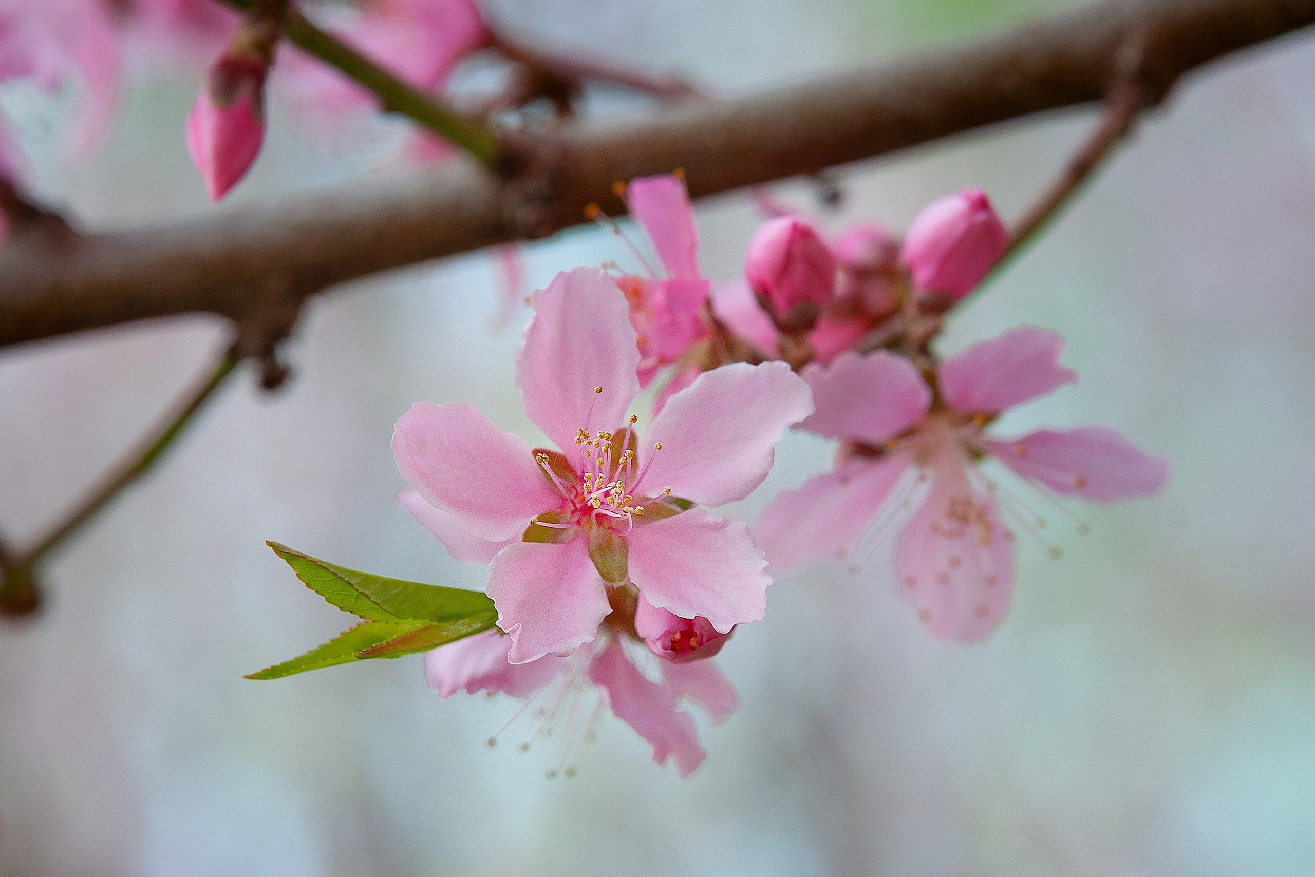 Весна. FotoGraf