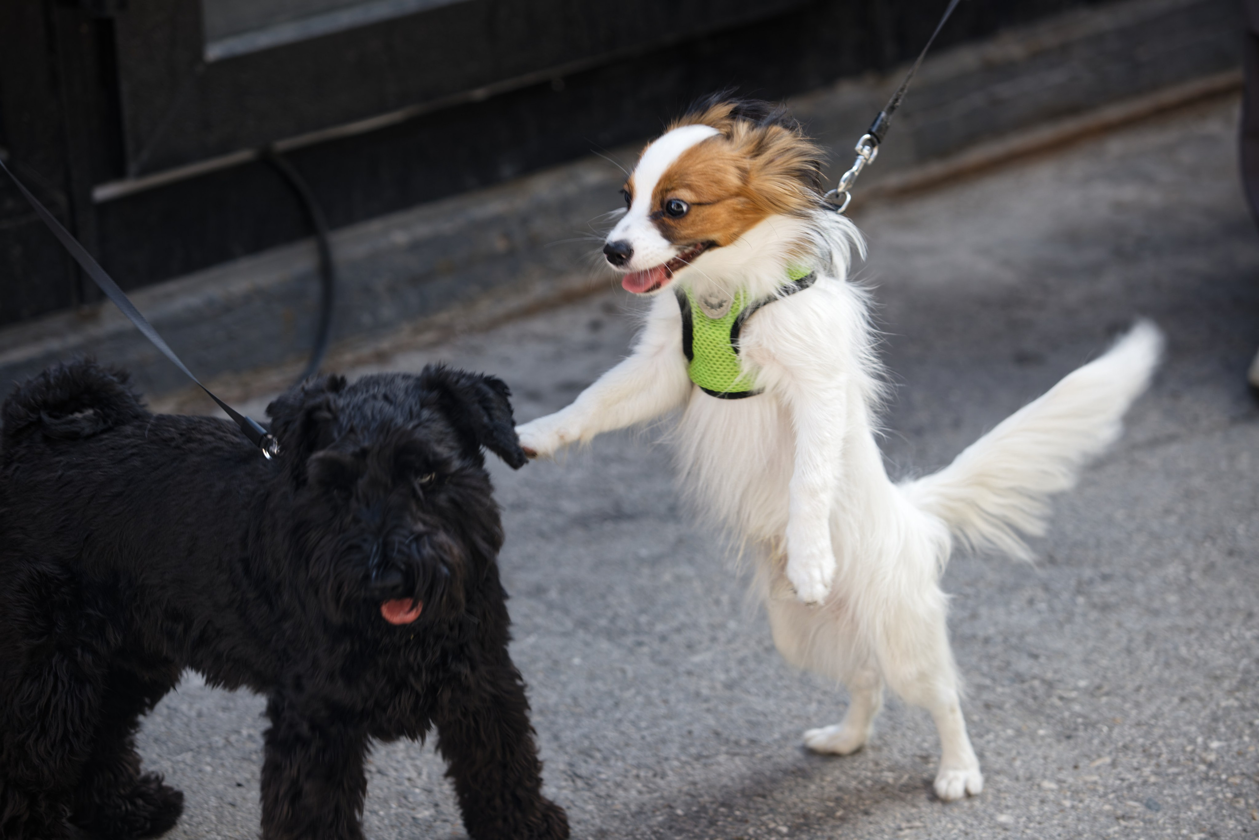 Вечеринка для собак Oh my dog 20.07.2025. Репортажный и спортивный фотограф в г. Пермь Зильберг Павел