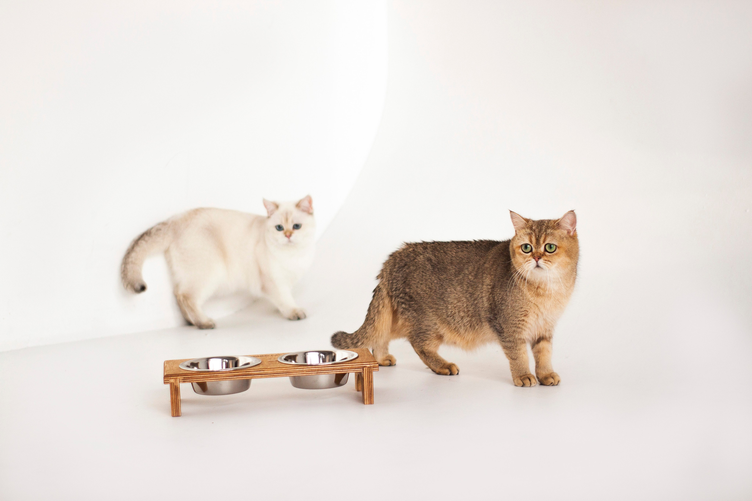 Работа с Tommy cat. Oksan_photo