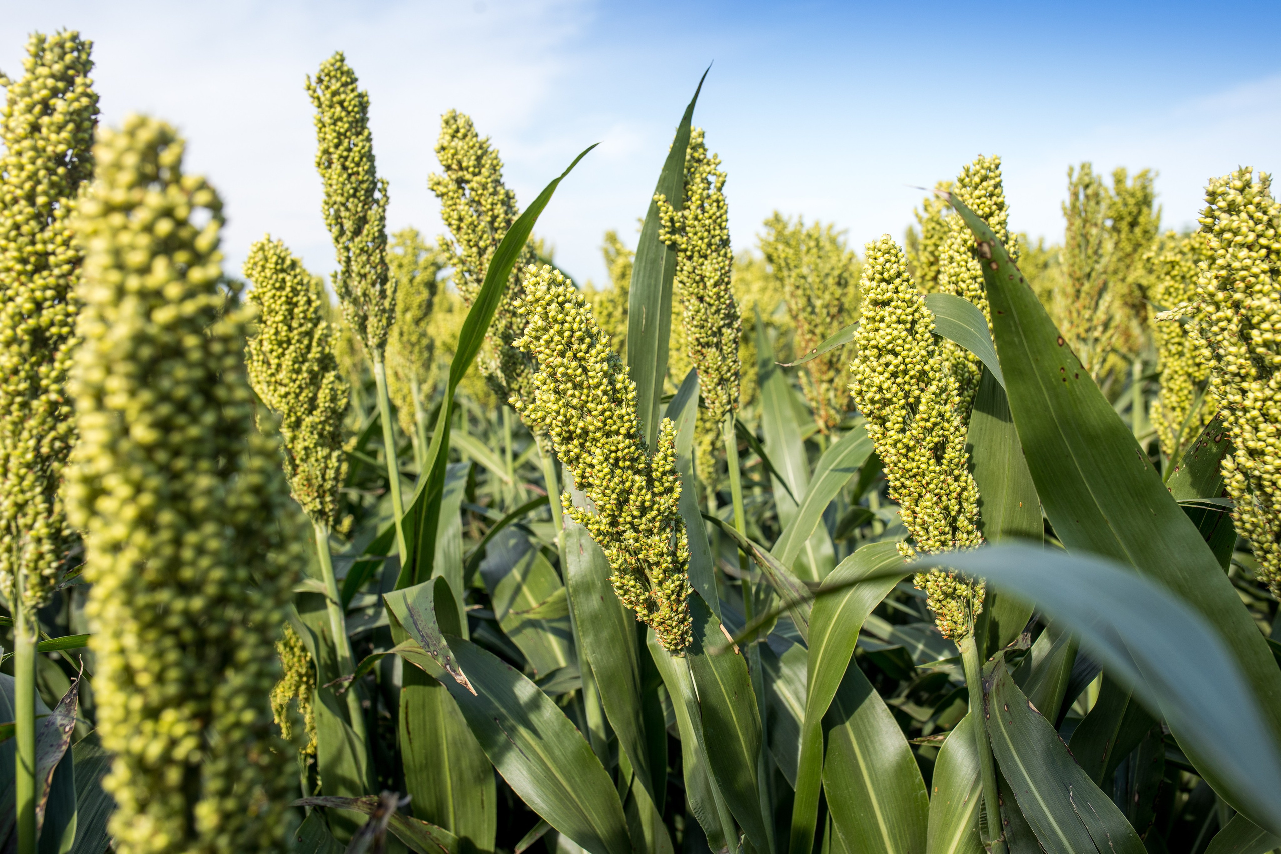 Решения для сельского хозяйства BASF 16.08.2022. Владислав Волков | Фотография и видеосъемка в Воронеже