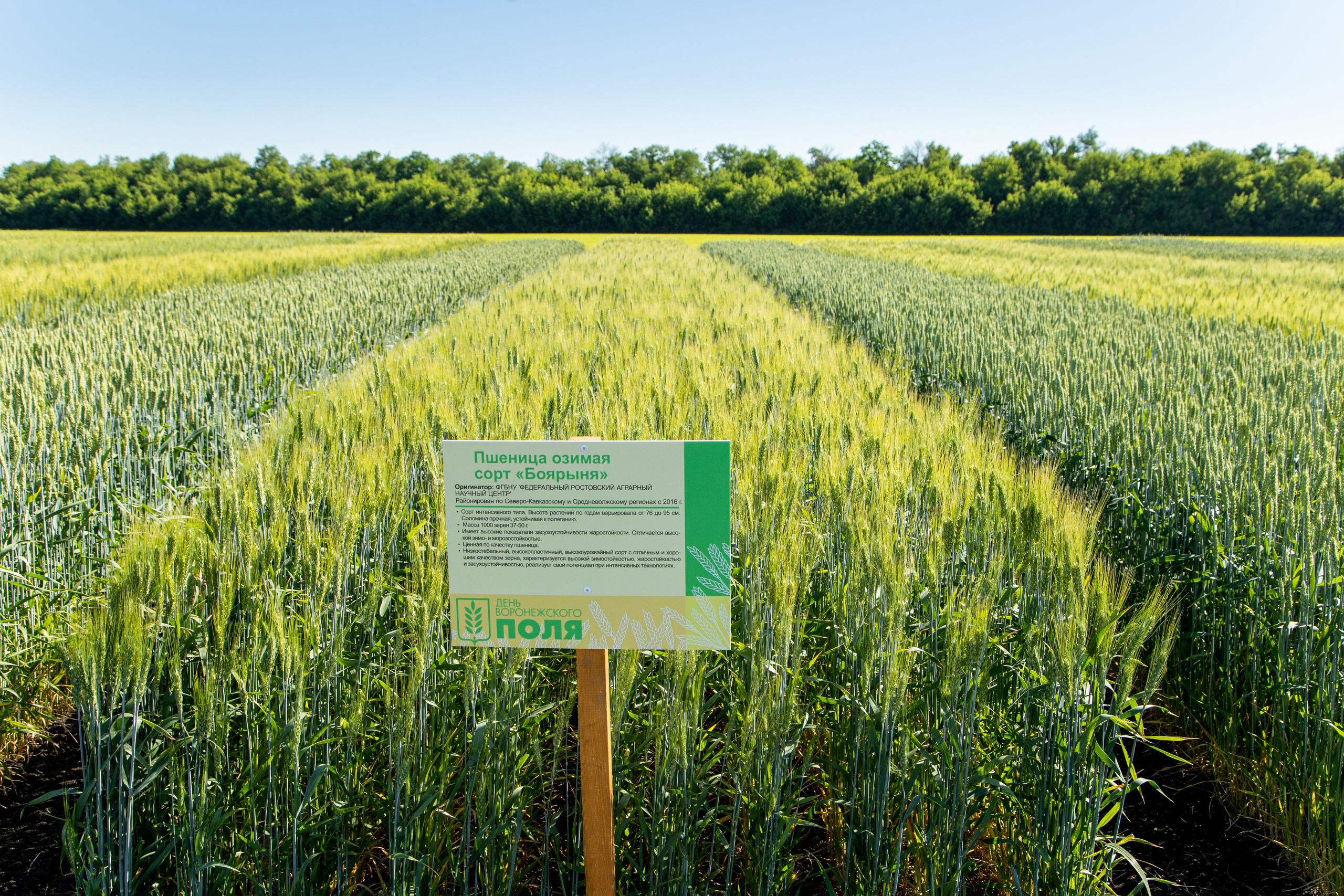 День Поля 2022. Владислав Волков | Фотография и видеосъемка в Воронеже