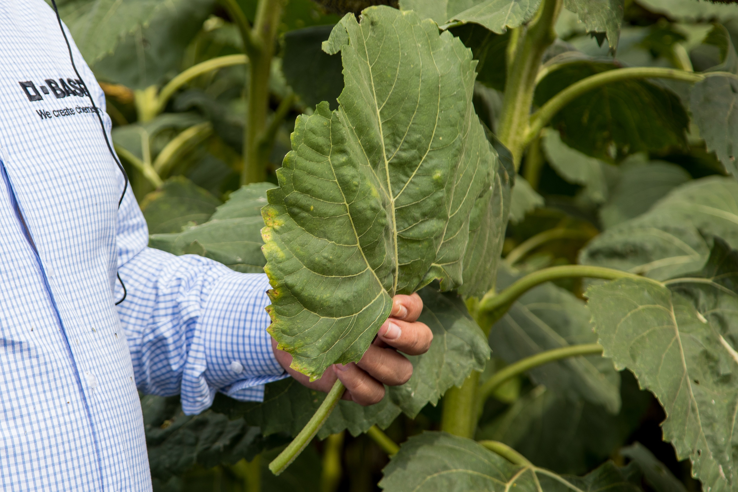 Решения для сельского хозяйства BASF 16.08.2022. Владислав Волков | Фотография и видеосъемка в Воронеже