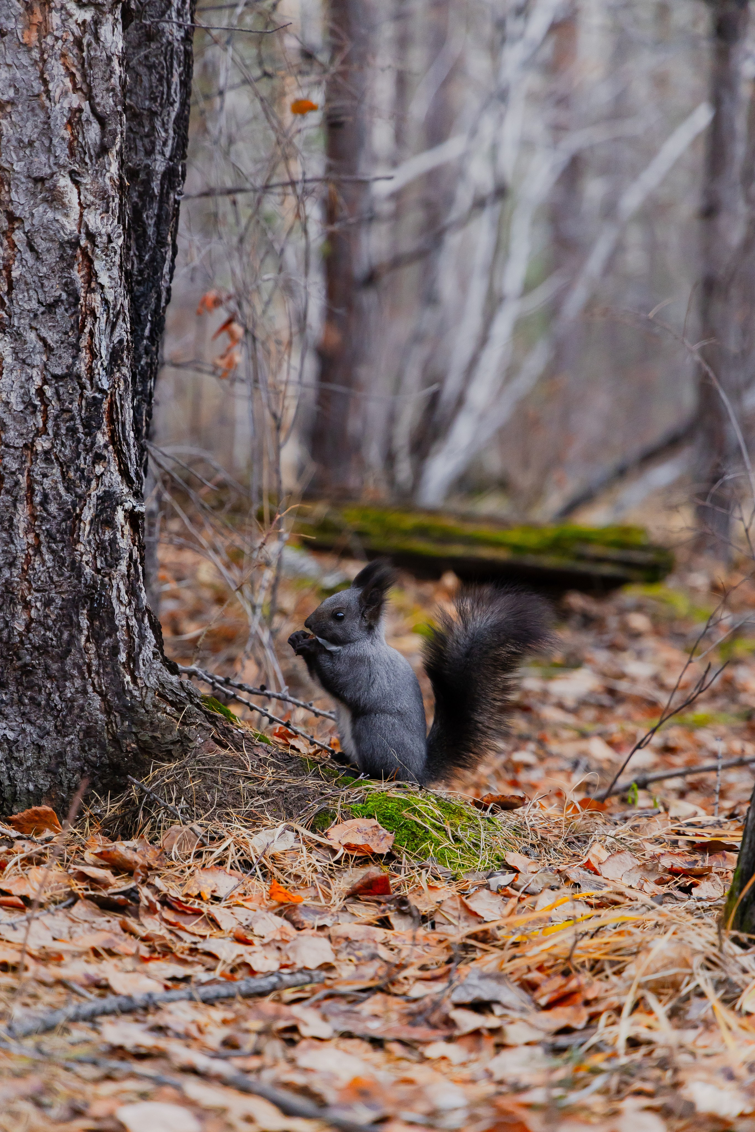 Осень в Сибири 24 год. Фотограф Братск Юлий Дежин