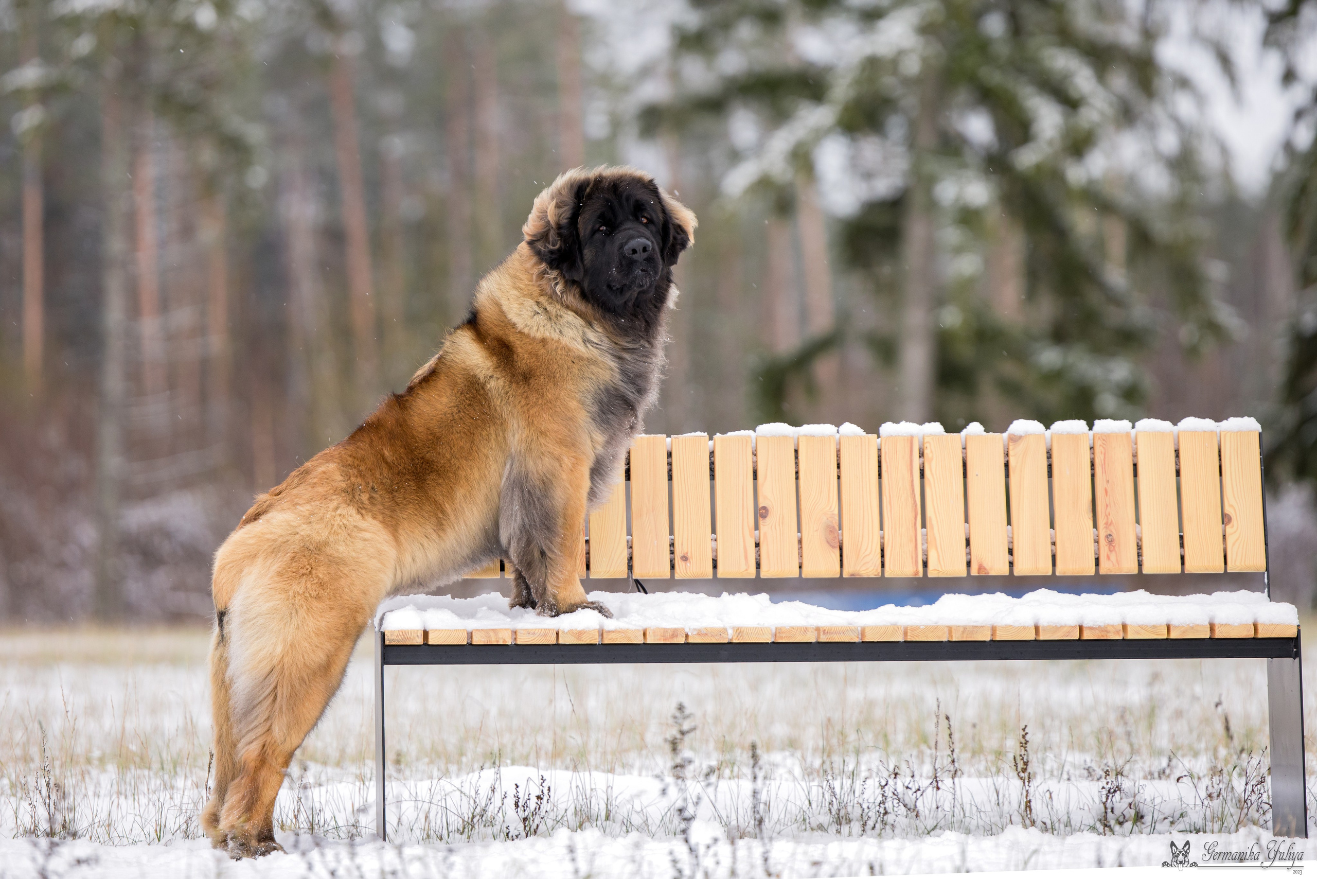 Минск 25-26.11.2023. Фотограф-анималист Юлия Германика