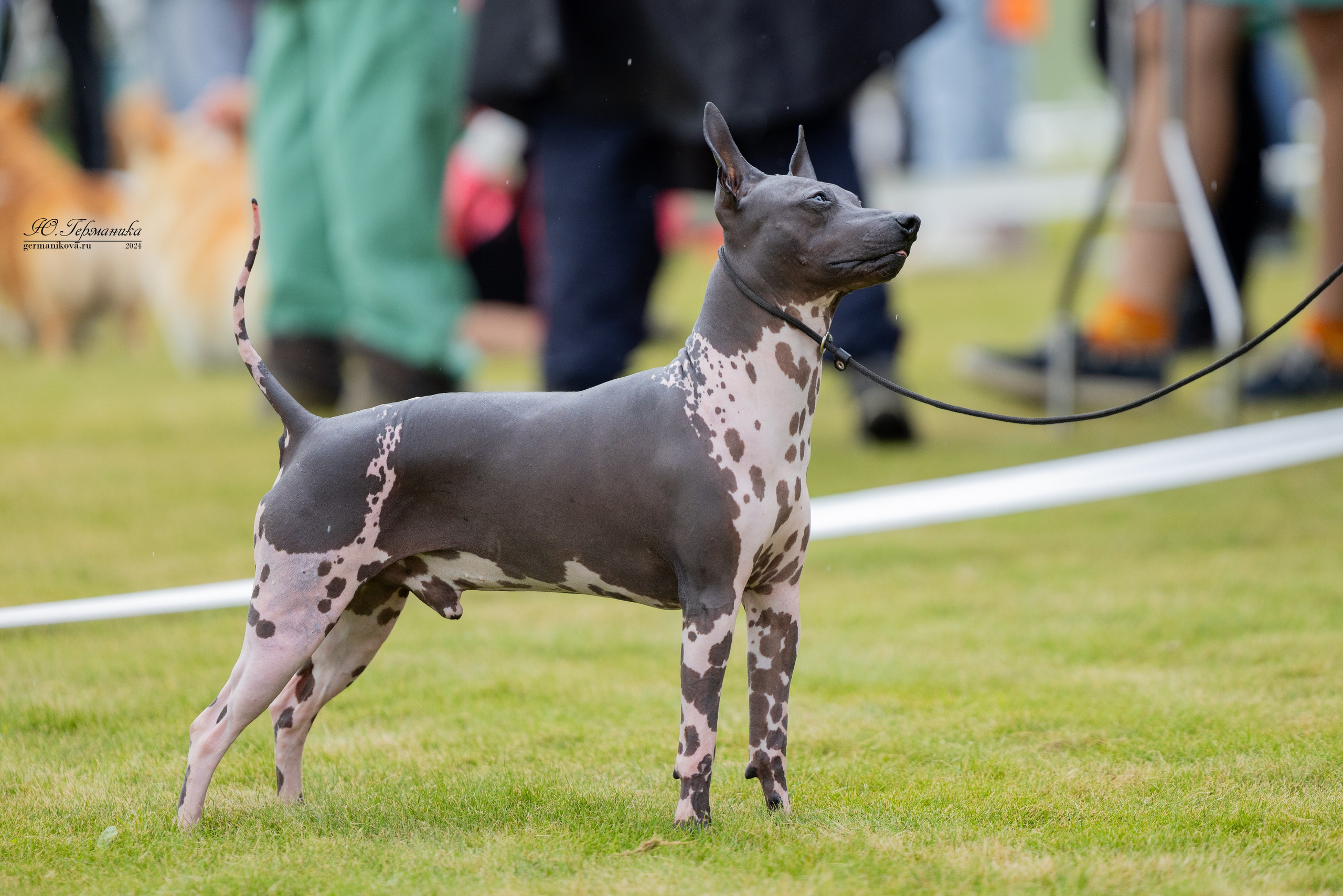 Ярославль 21.07.24 и Балашиха 13.07.24. Фотограф-анималист Юлия Германика