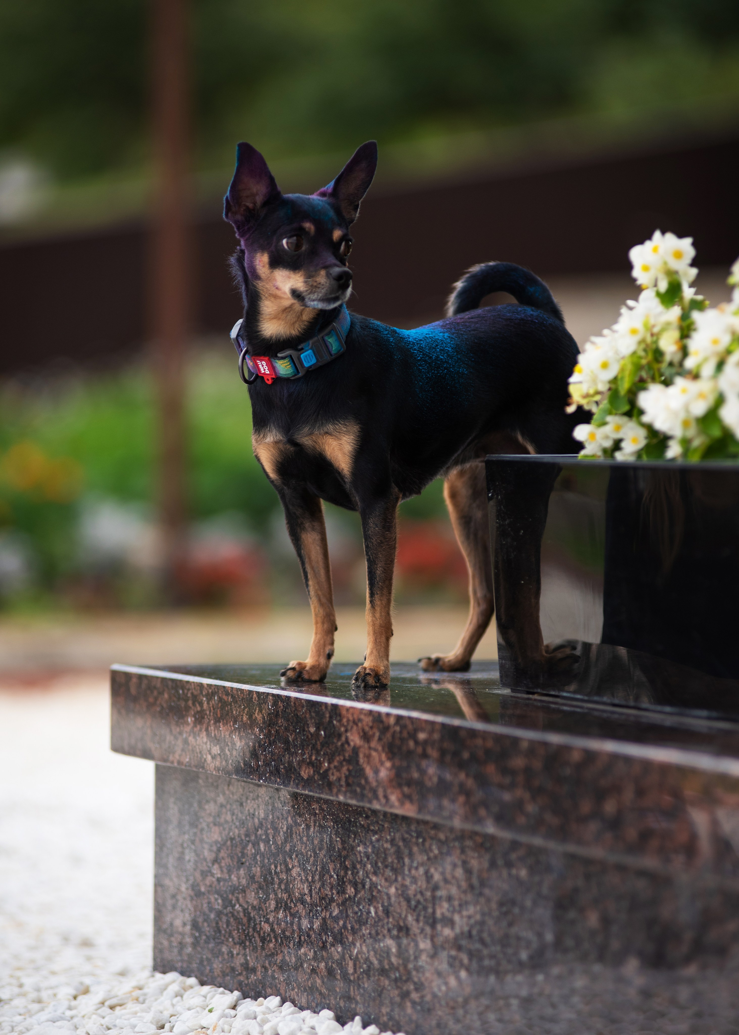 Мотя и краски холли. Дог-фотограф в Тюмени Александра Королева