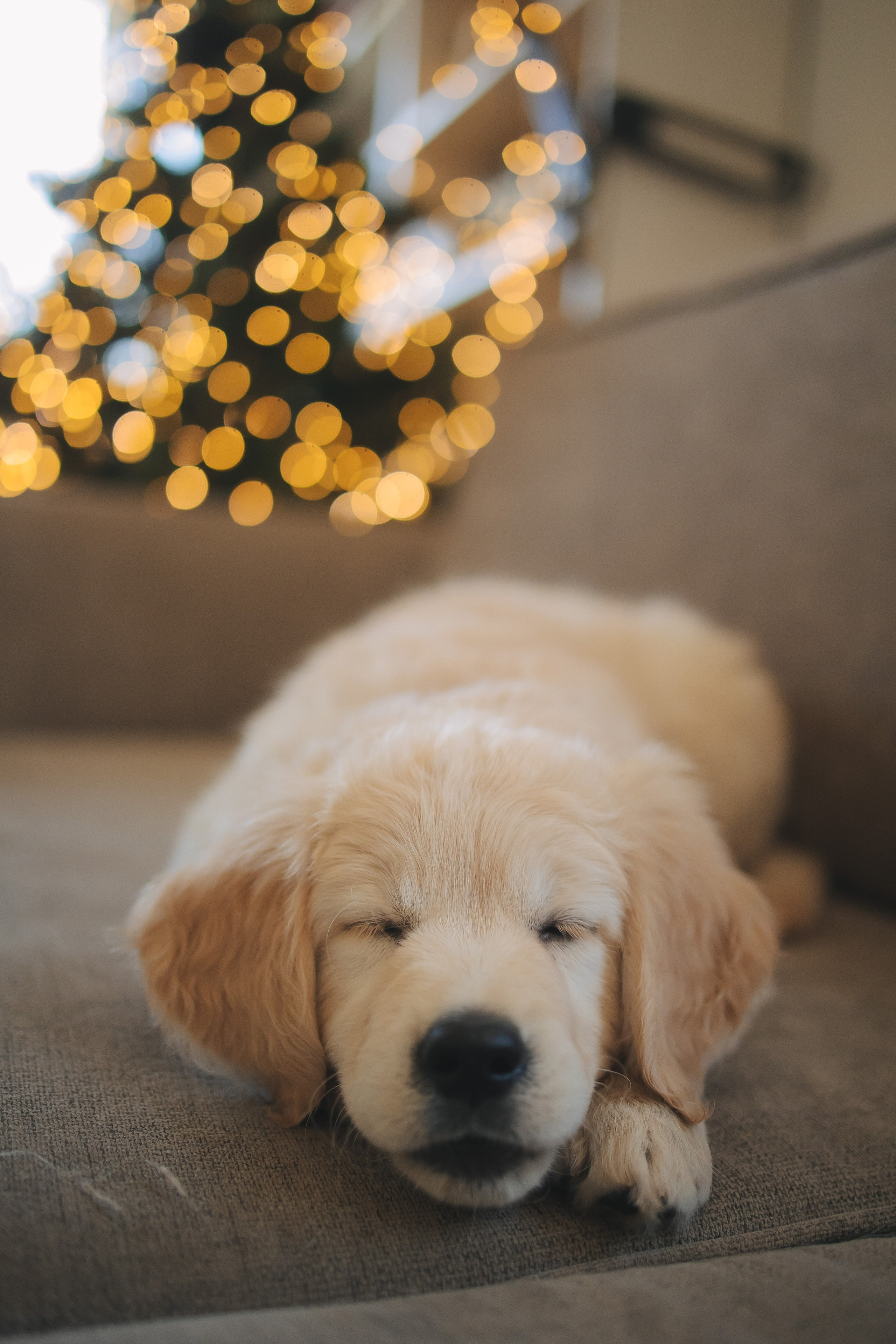 Снежик и Веста, НГ. Свадебный и женский фотограф