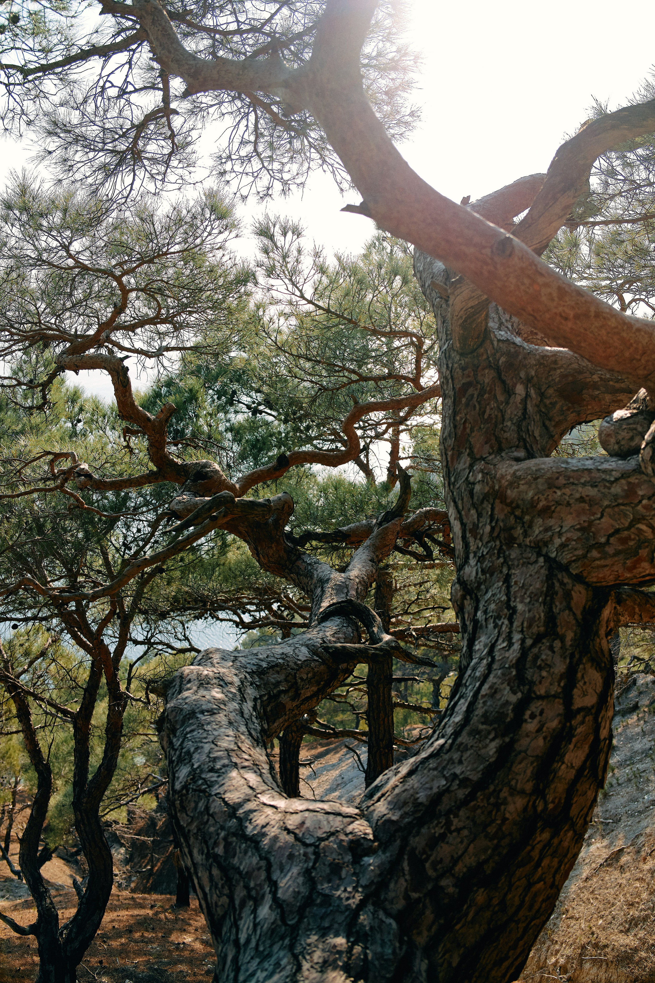 Юг России. Профессиональный Фотограф во Владимире, в Москве и в Суздале — Полина Романычева