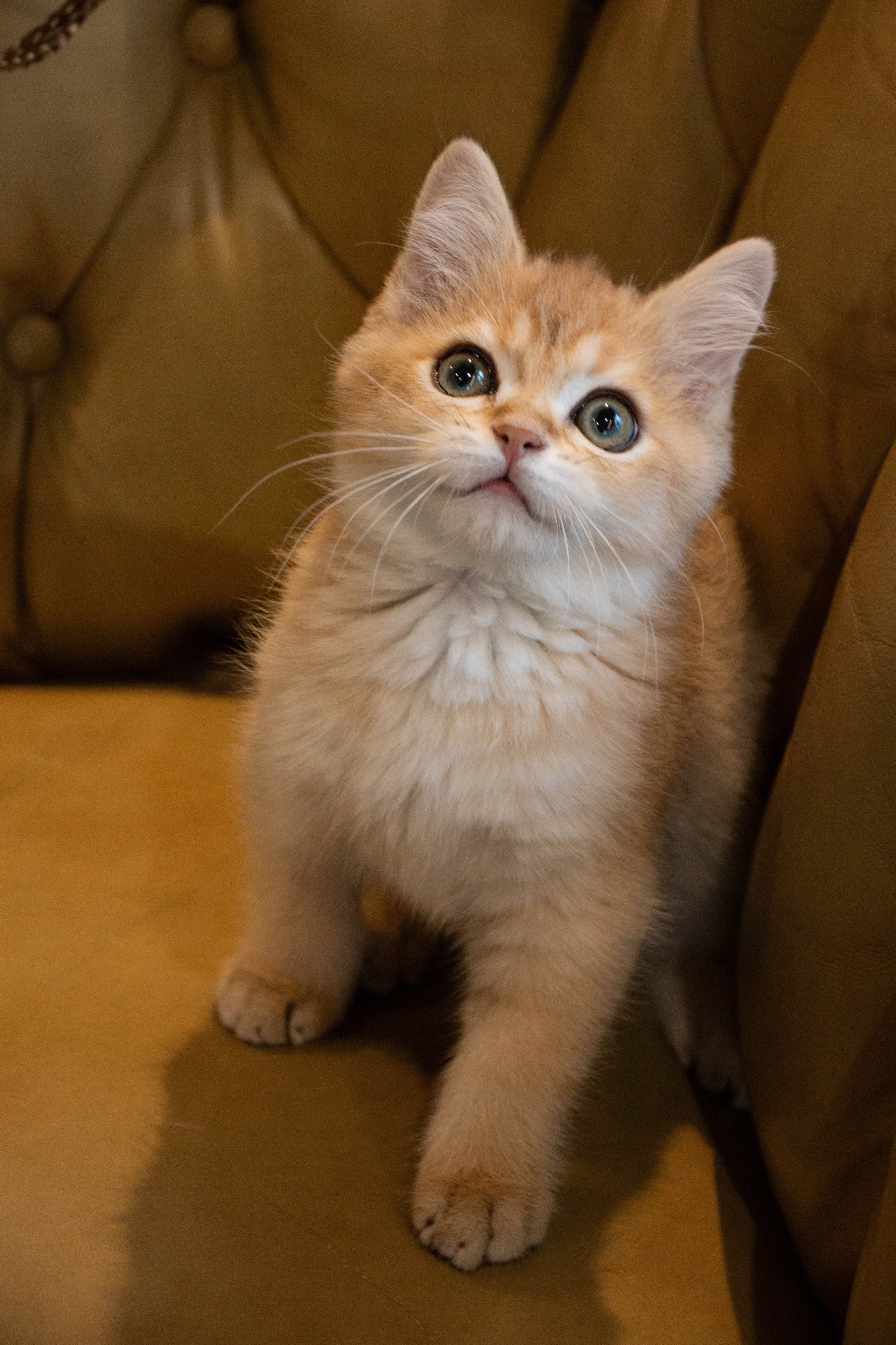 MILANA & RUFUS. Бережно сохраняю ваши чувства и истории на своих фотографиях