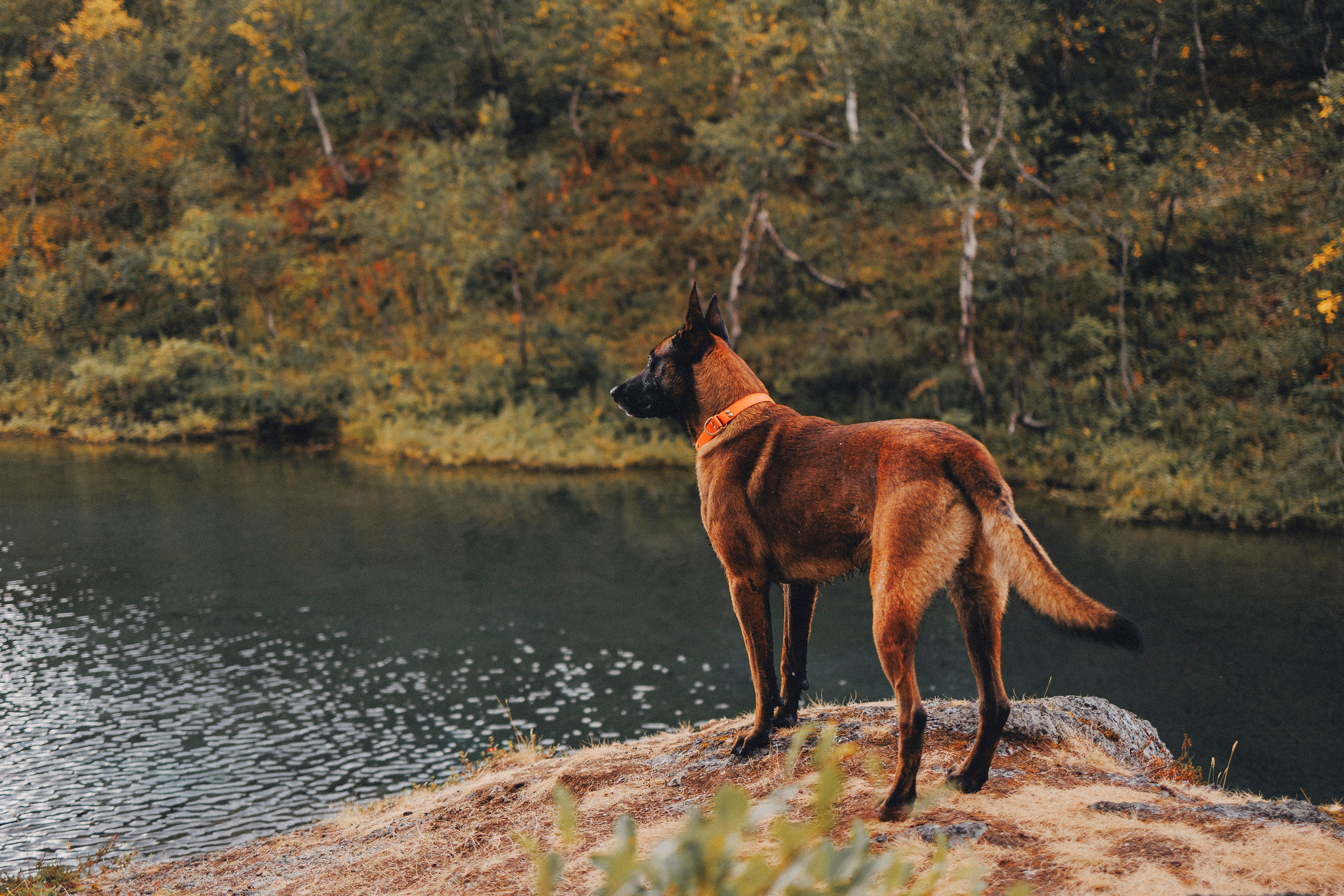 Горное озеро. Фотограф-анималист Анна Маринич