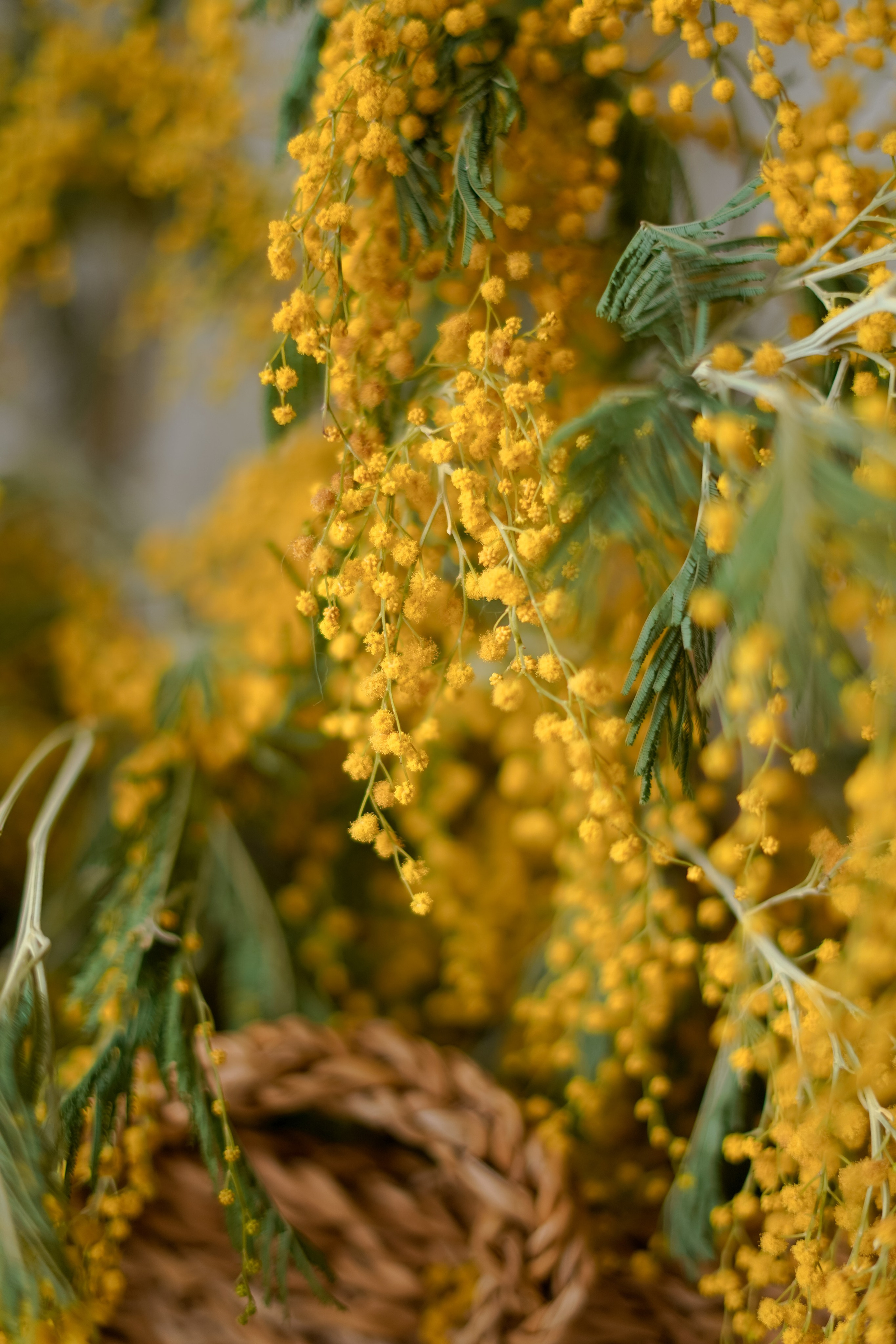 Мимоза. Фотограф Татьяна Митрофанова