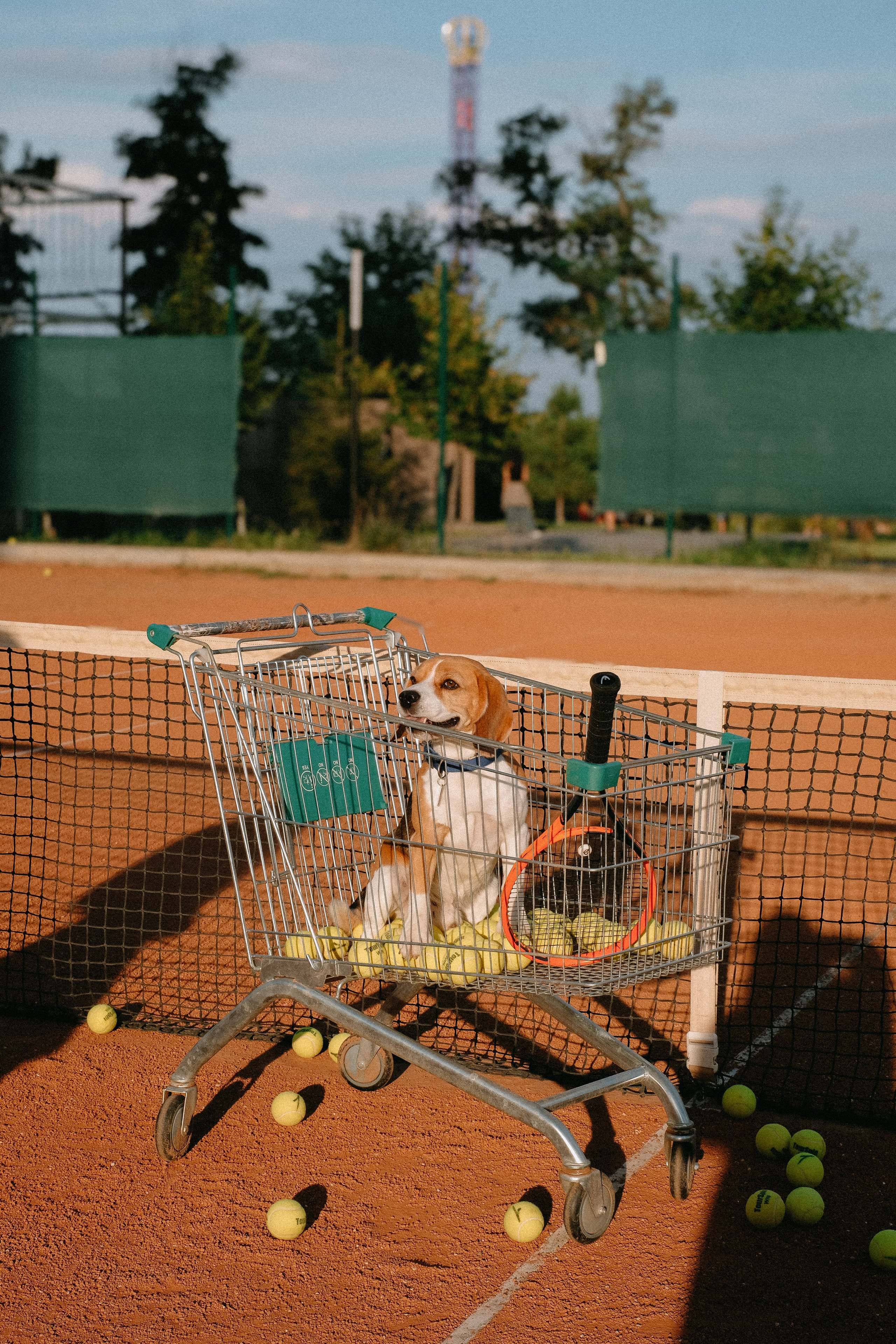 Теннис. ФОТОГРАФ АННА КАЗАРЯН